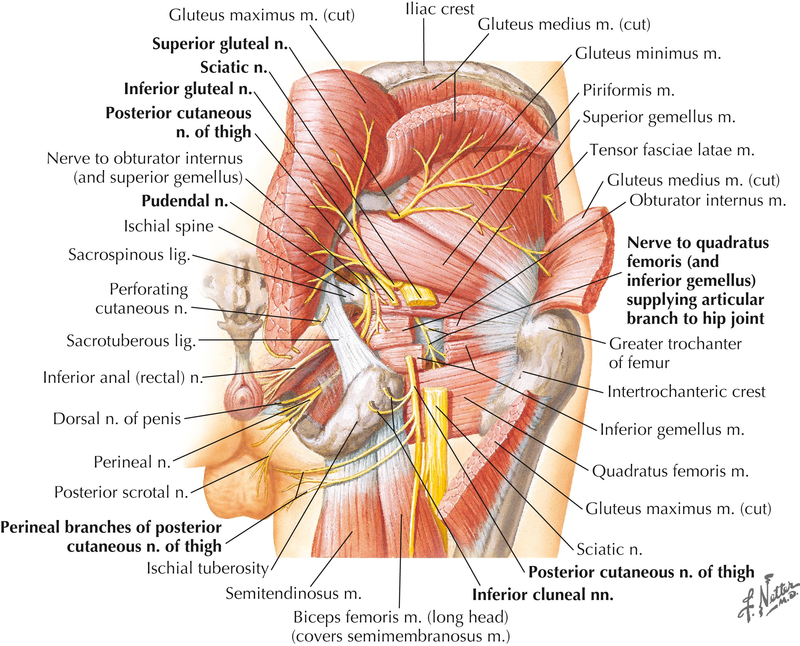 Figure 6-7, Nerves of the hips and buttocks.