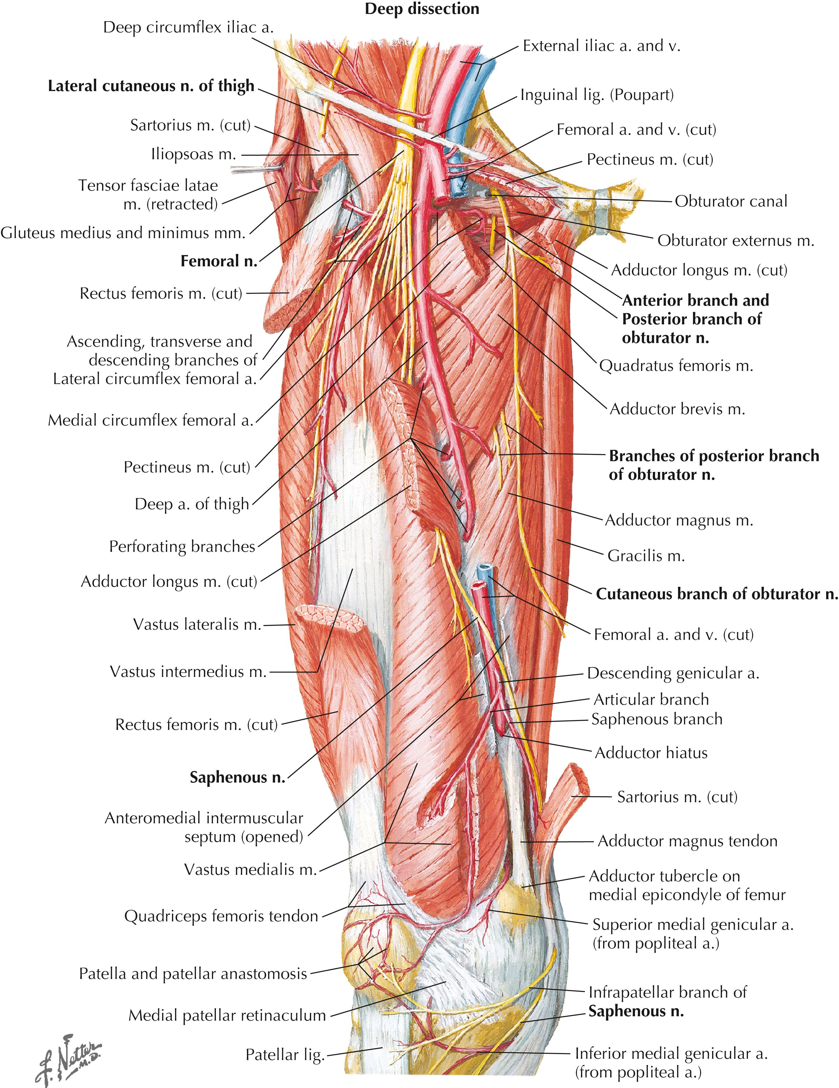 Figure 6-8, Nerves and arteries of thigh: anterior views.