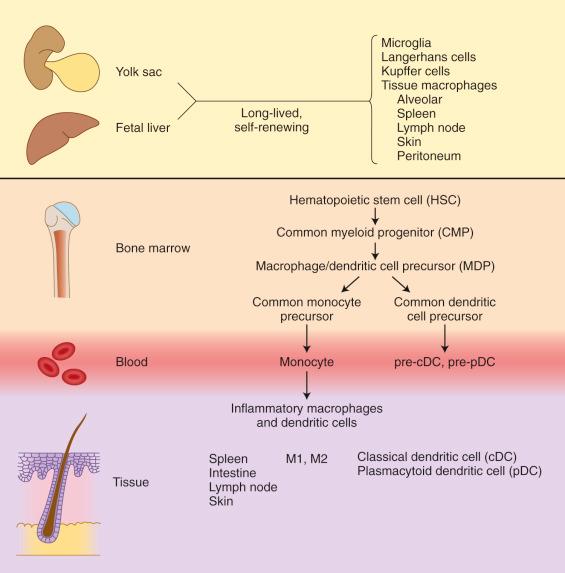 Figure 53-1, Origin of macrophages and dendritic cells.