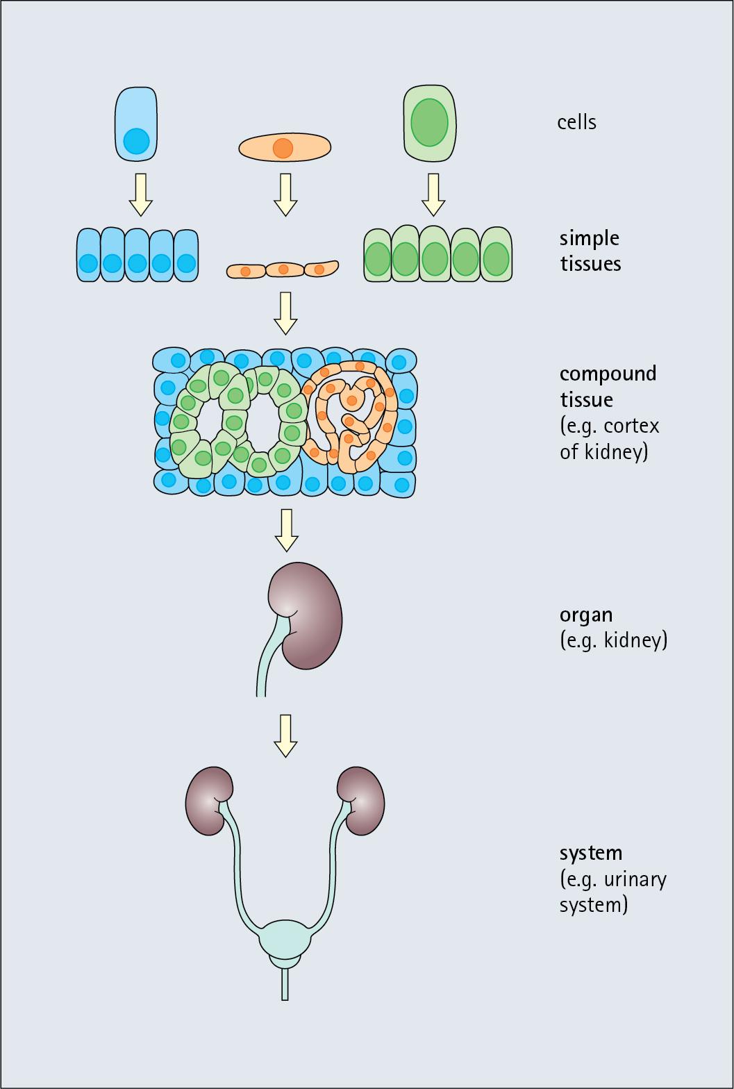 Fig. 1.4, Cells, Tissues, Organs and Systems.