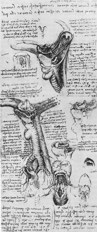 Fig. 1.3, The first illustration of a thyroid is attributed to Leonardo da Vinci in 1503.