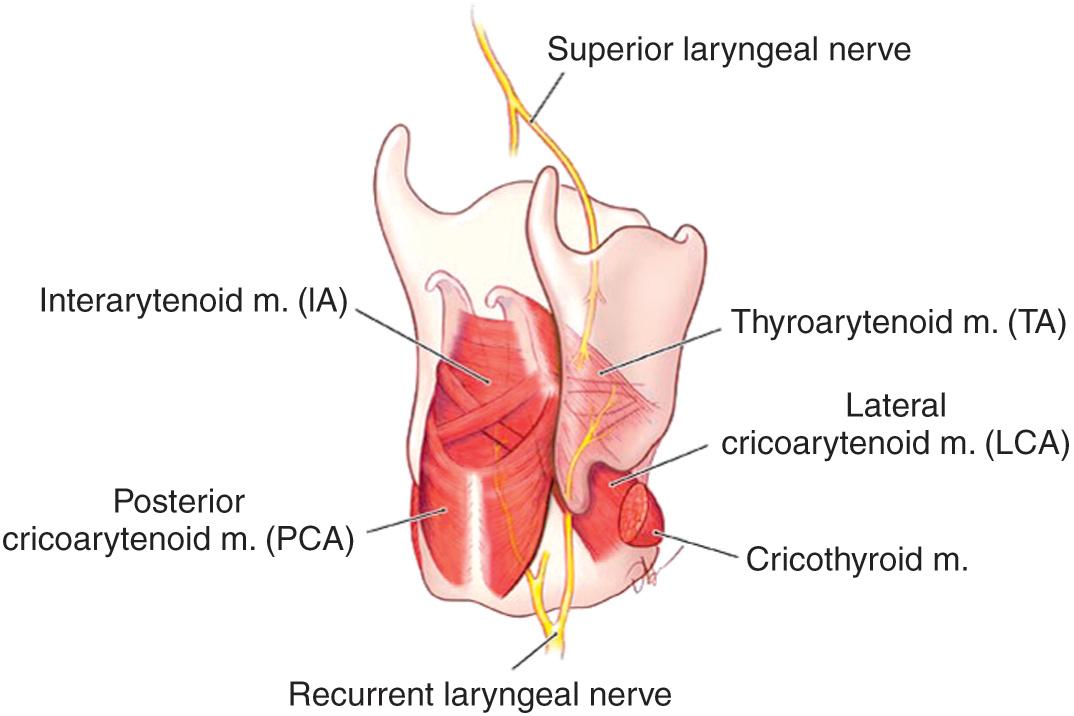 Fig. 73.1, Right posterolateral view of cartilages and intrinsic muscles of the larynx with RLN and SLN (internal branch).