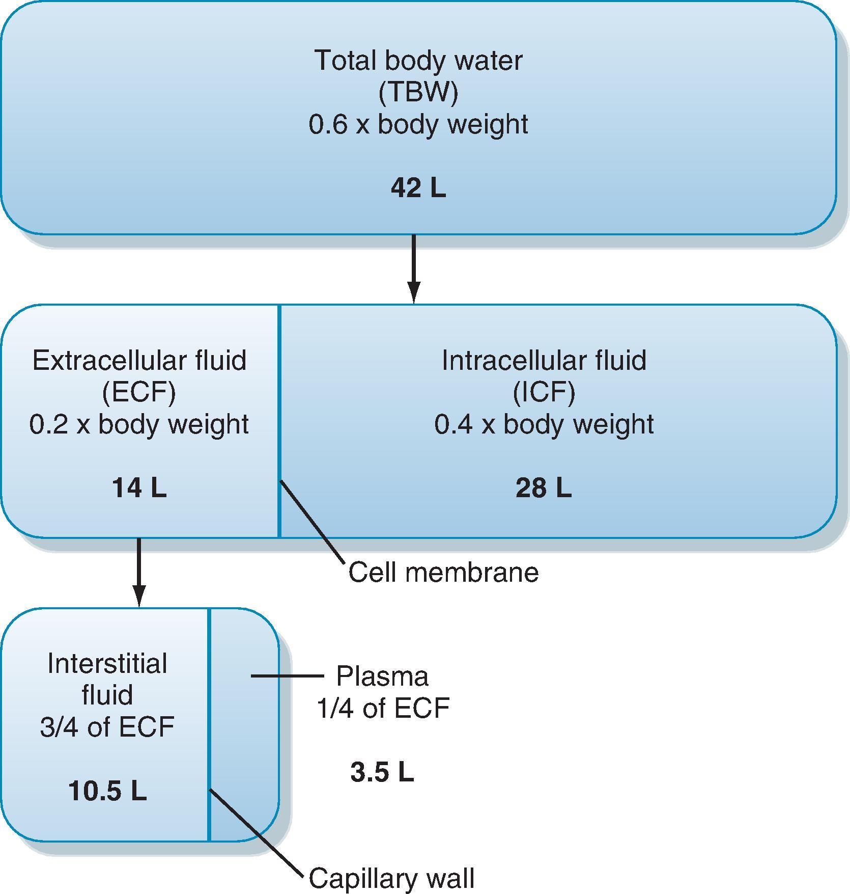 Fig. 2.2, Relationship between the volumes of the various body fluid compartments. The actual values shown are for an individual weighing 70 kg. (Modified from Levy MN, Koeppen BM, Stanton BA. Berne & Levy’s Principles of Physiology . 4th ed. St. Louis: Mosby; 2006.)