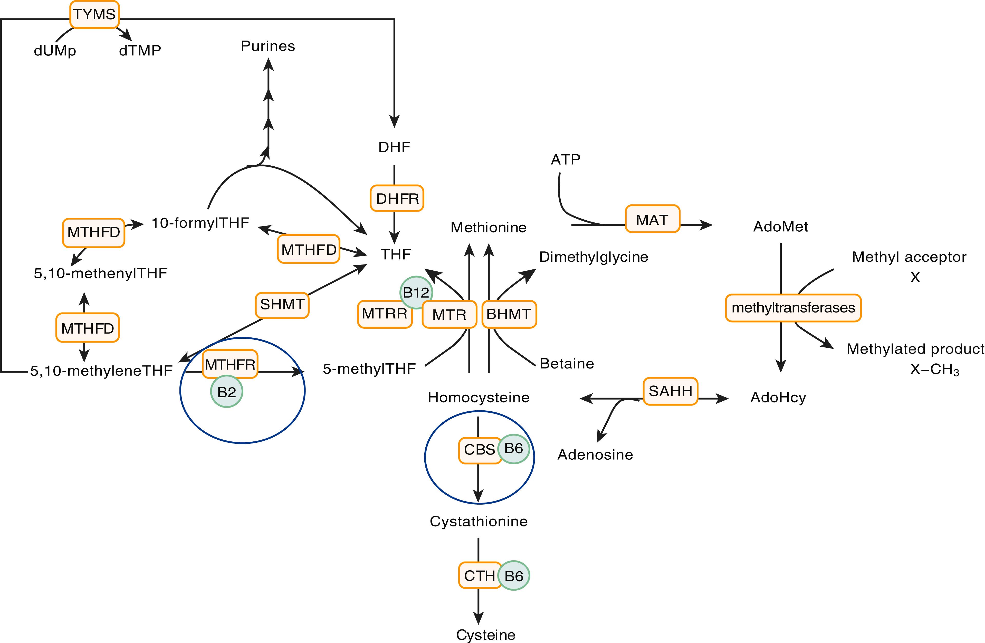 E-FIGURE 193-1, Homocysteine metabolism and the folate cycle.