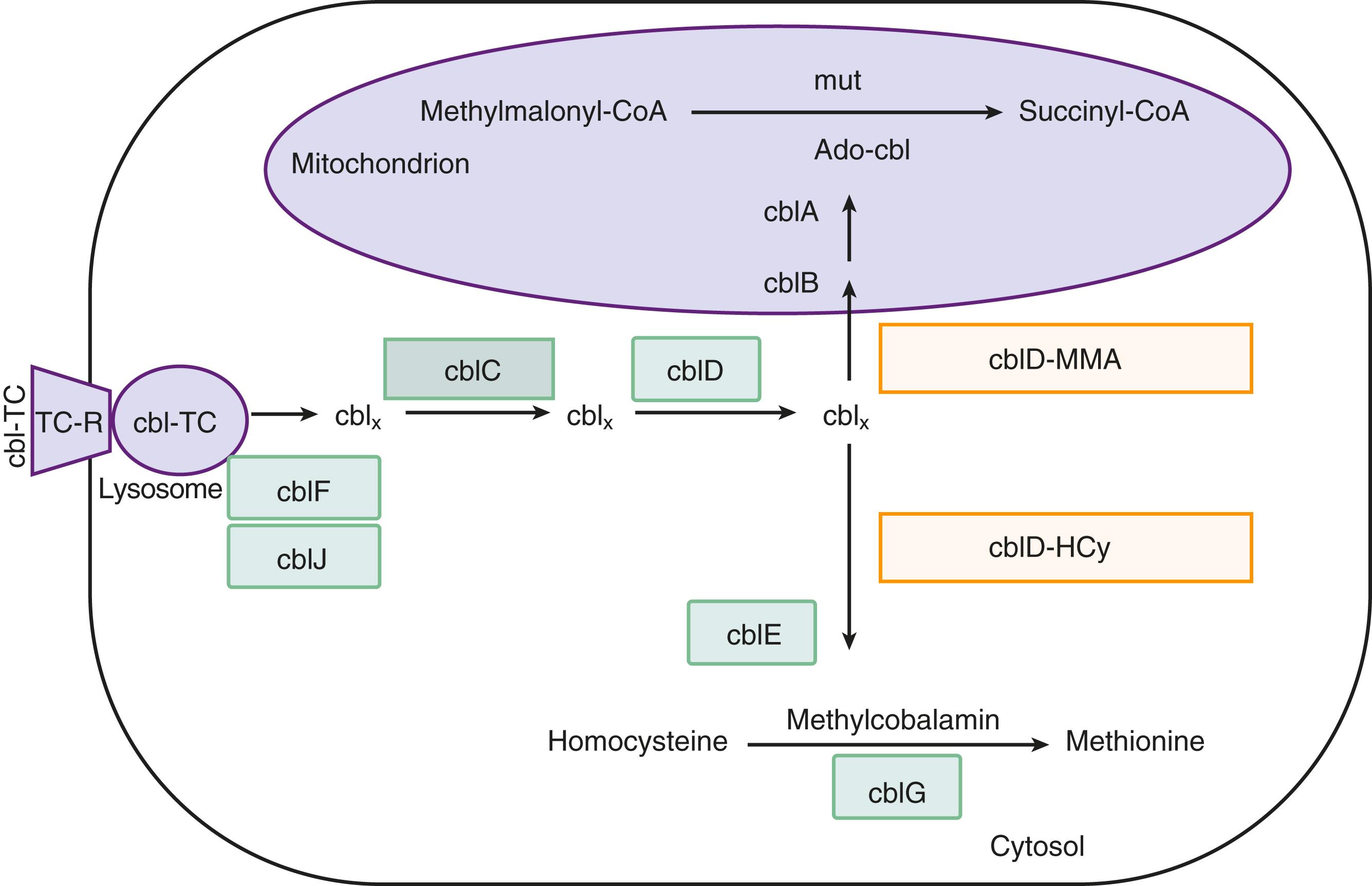 E-FIGURE 193-2, Intracellular cobalamin metabolism pathway and its defects.