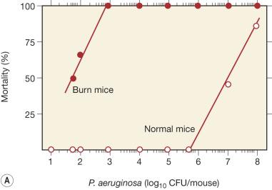 Fig. 20.1, Susceptibility of burn mice to Pseudomonas aeruginosa and Enterococcus faecalis infections. Severely burned mice are 10 4 -times or more susceptible to P. aeruginosa ( A ) or E. faecalis ( B ) infection when compared to normal mice.