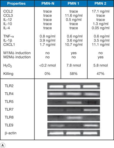 Fig. 20.2, Properties of PMN-N, PMN 1, and PMN 2. Peripheral blood neutrophils (PMNs), isolated from slightly burned mice (5% TBSA burn, PMN 1) or severely burned mice (25% TBSA burn, PMN 2), were biologically and histologically different from naive mouse neutrophils (PMN-N).