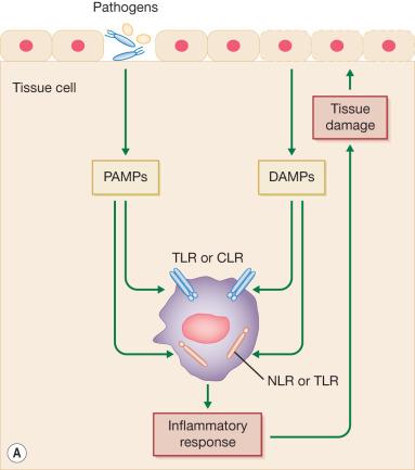 Fig. 20.3, Pathogen-associated molecular patterns (PAMPs) and damage-associated molecular patterns (DAMPs). ( A ) PAMPs (including TLR, NLR, and CLR ligands) mediate the induction of proinflammatory cytokines in response to infection. ( B ) DAMPs or alarmins released from dead or dying cells mediate the induction of proinflammatory cytokine production from tissues in response to injury or stress. ( C ) In combination with DAMPs released from pathogen-infected or damaged host cells, microorganism-associated molecular patterns (MAMPs) mediate the induction of proinflammatory cytokines in response to pathogens. ATP, Adenosine 5′-triphosphate; CLR, C-type lectin receptor; NLR, NOD-like receptor; TLR, Toll-like receptor.