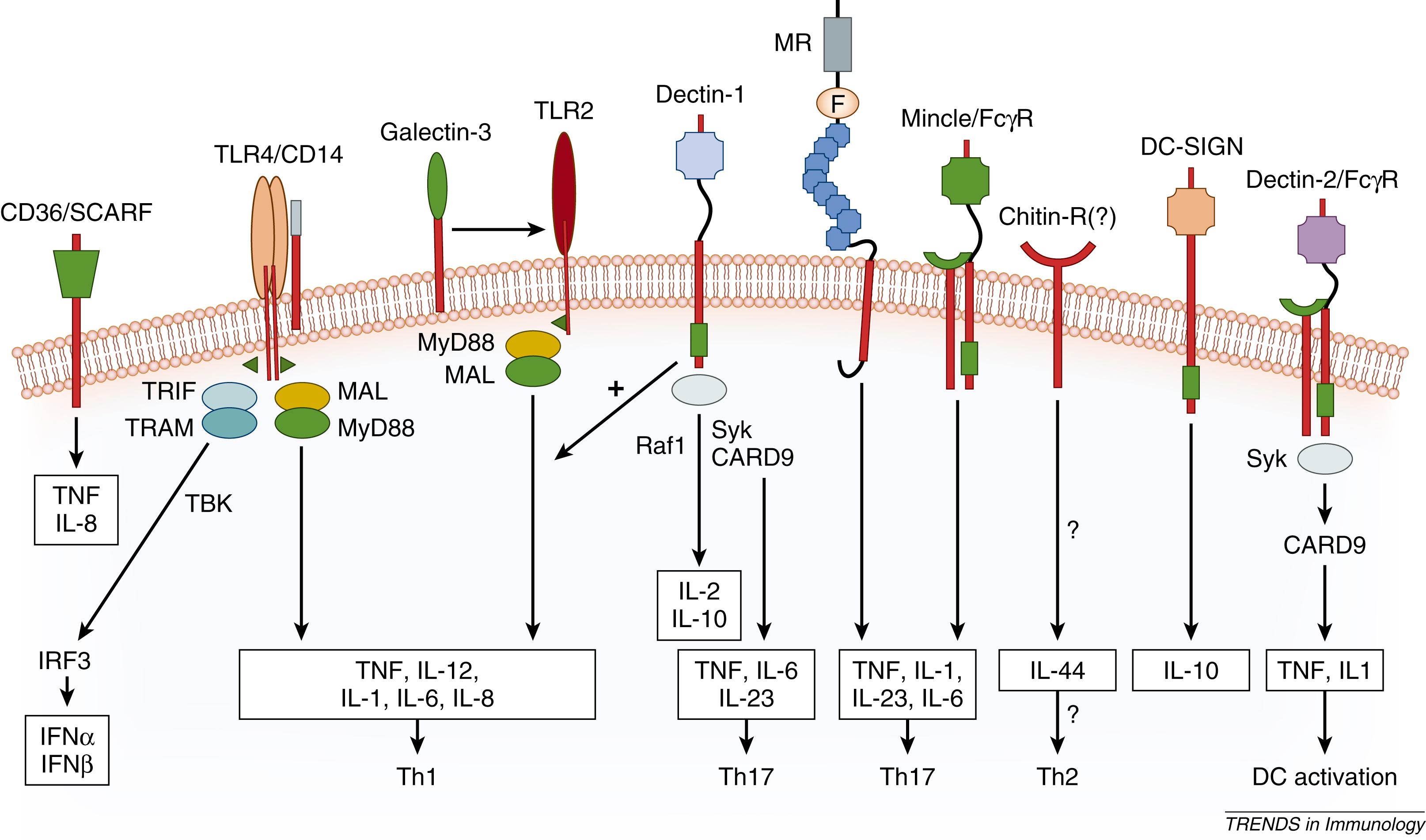 Fig. 114.1, Pattern recognition receptors sensing Candida albicans at the membrane level. Recognition of C. albicans is mediated by TLRs and lectin receptors. Both TLR4 and TLR2 can induce proinflammatory signals in monocytic cell types (monocytes, macrophages, and DCs) through the MyD88 and Mal-mediated pathways, as well as the TRIF pathway to initiate Th1 responses. The assembly of signaling complexes requires the activation of protein kinases (IRAK4, TRAF6, and TAK1). A second downstream effect of TLR4 signaling involves TRIF and TRAM adapter proteins that activate TBK1 and the IRF3 transcription factor required for the expression of type I interferon genes. TLR2 binding stimulates strong IL-10 and TGFβ and induces proliferation of regulatory T cells and immunosuppression but is also able to induce proinflammatory cytokines such as tumor necrosis factor (TNF) or IL-6. However, through an Erk and c-Fos-dependent pathway, TLR2 is also able to inhibit IL-12 synthesis and Th1 responses. The proinflammatory effects of TLR2 can be amplified by dectin-1 and Galectin-3. In addition to the amplification of TLR2 effects, the lectin-like receptor dectin-1 induces IL-2, IL-10, and Th17 responses through a Syk/CARD9 cascade, independent of its interaction with TLR2. The classical lectin-like receptor MR induces proinflammatory effects in monocytes and macrophages, whereas chitin-dependent stimulation induces mainly Th2 responses, although this effect still has to be demonstrated for C. albicans and the identity of its receptor is unknown. Other less well characterized pathways include stimulation of inflammatory cytokine release by dectin-2, Mincle, and CD36/SCARF lectin receptors, and of the immunosuppressive cytokine IL-10 by DC-SIGN in dendritic cells. DC-SIGN , DC-specific intracellular adhesion molecule-grabbing non-integrin; IFN , interferon; IL , interleukin; IRAK , interleukin-1 receptor-associated kinase; IRF , interferon response factor; MAL , MyD88 adapter-like; MR , mannose receptor; Syk , T-cell lineage-specific tyrosine kinase; TAK , tumor growth factor (TGF) β-activated kinase; TBK , TRAF family member-associated NF-κB activator-binding kinase; Th , T-helper cell; TLR , toll-like receptor; TRAF , TNF receptor-associated factor; TRAM , TRIF-related adapter molecule; TRIF , Toll–interleukin-1 receptor domain-containing adapter inducing interferon β.