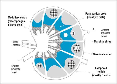 Figure 2.1, Lymph node architecture and vaccine antigens pathway.