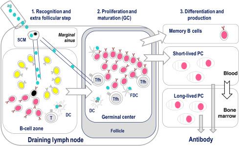 Figure 2.2, Vaccine-induced B-cell responses.