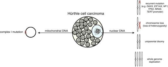 Fig. 25.4, Genomic Alterations in Hürthle Cell Carcinoma.