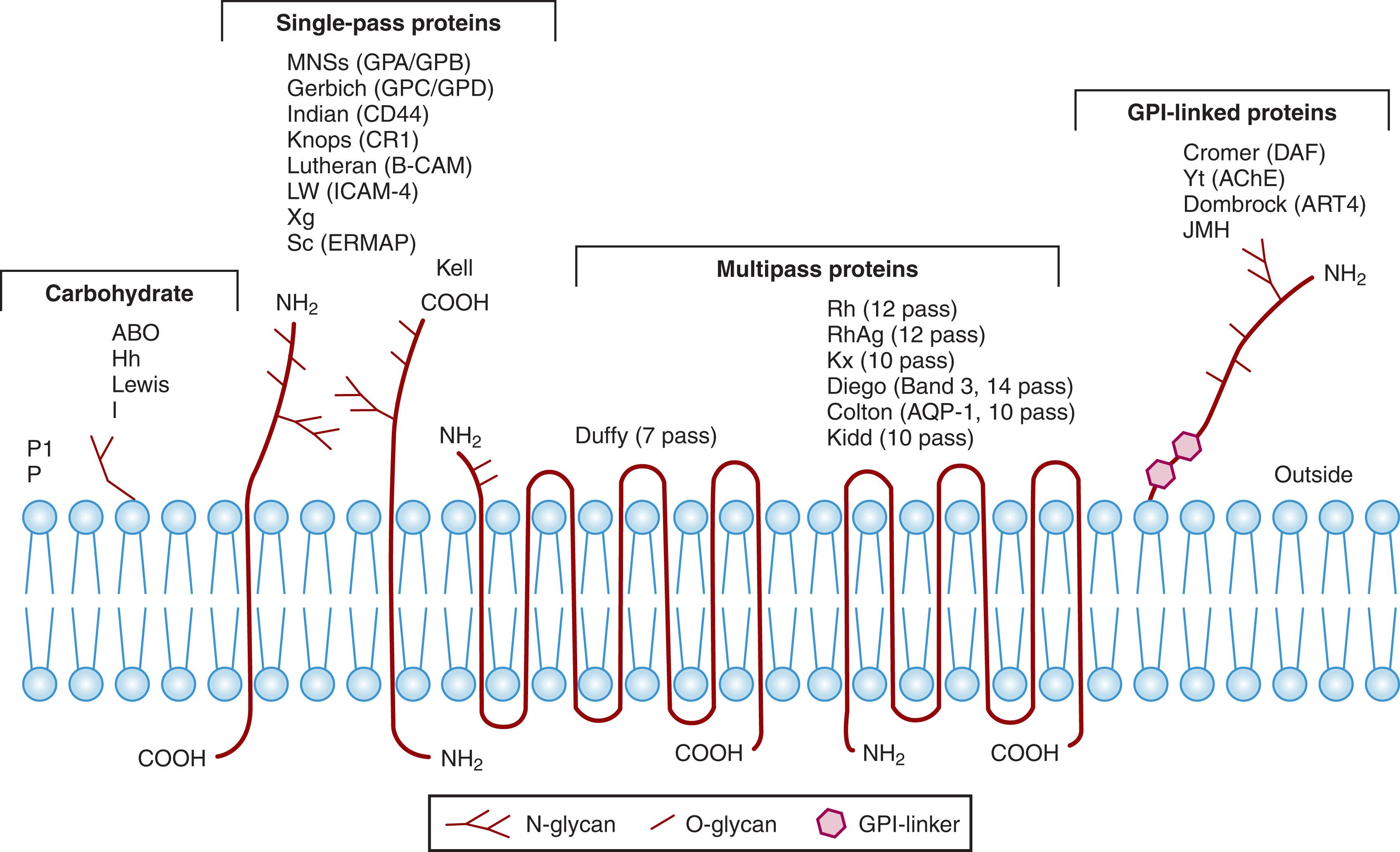 Figure 111.1, MODEL OF BLOOD GROUP PROTEINS IN THE RED BLOOD CELL MEMBRANE.