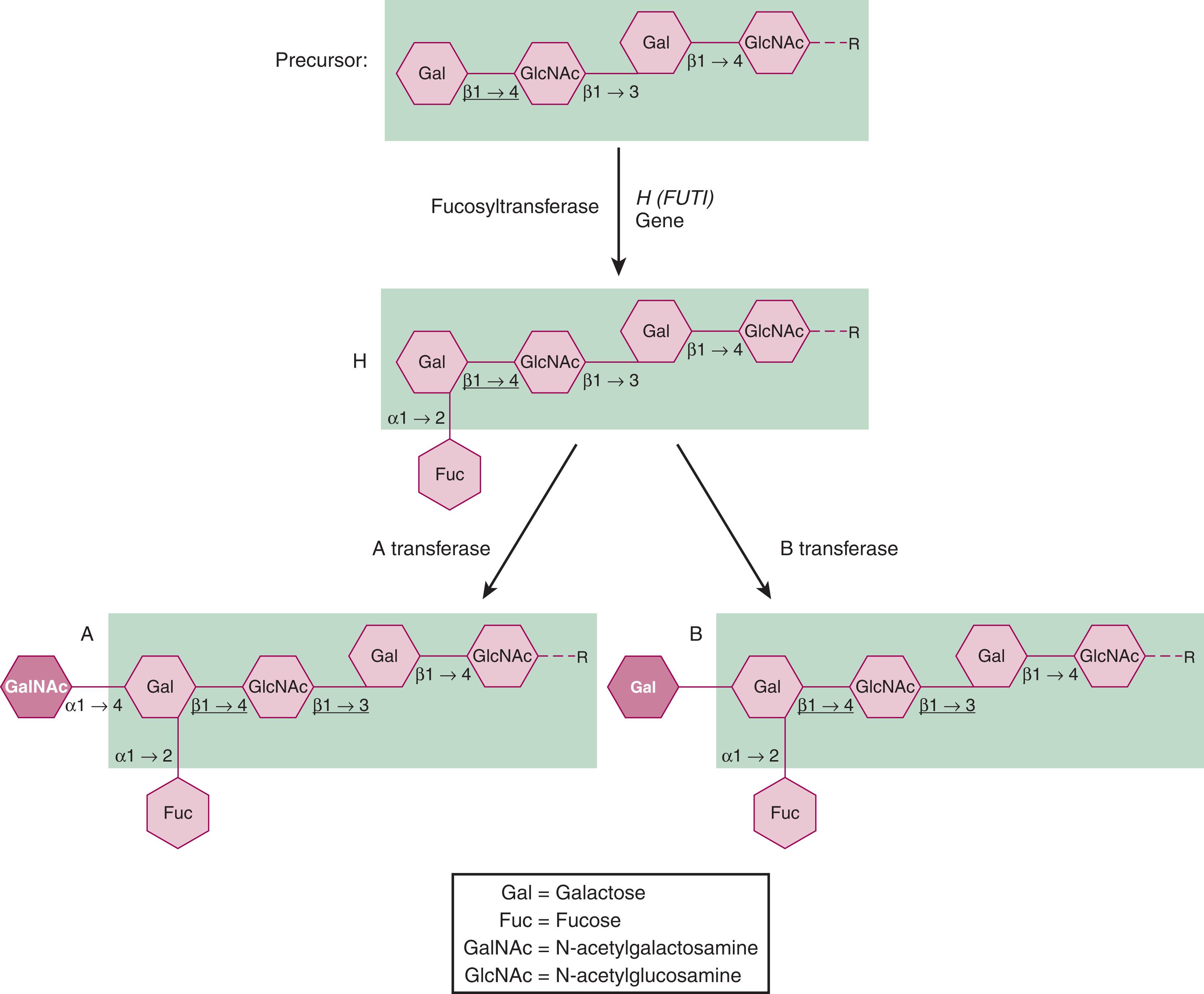 Figure 111.2, BIOCHEMICAL STRUCTURES OF ABH ANTIGENS.