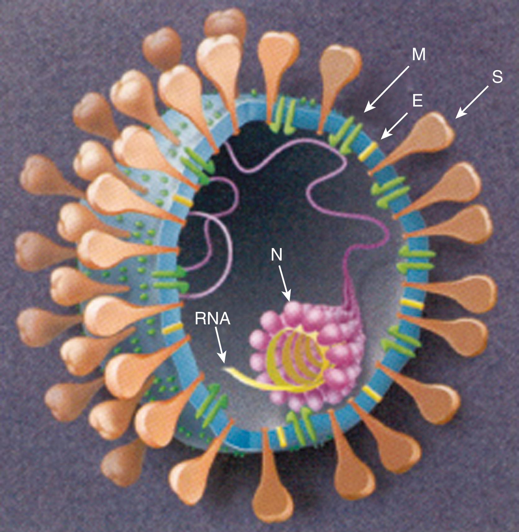 FIGURE 222.2, Organization of the spike (S), membrane (M), and envelope (E) glycoproteins in a typical coronavirus is shown for a typical coronavirus. The RNA is protected by the nucleocapsid proteins (N).