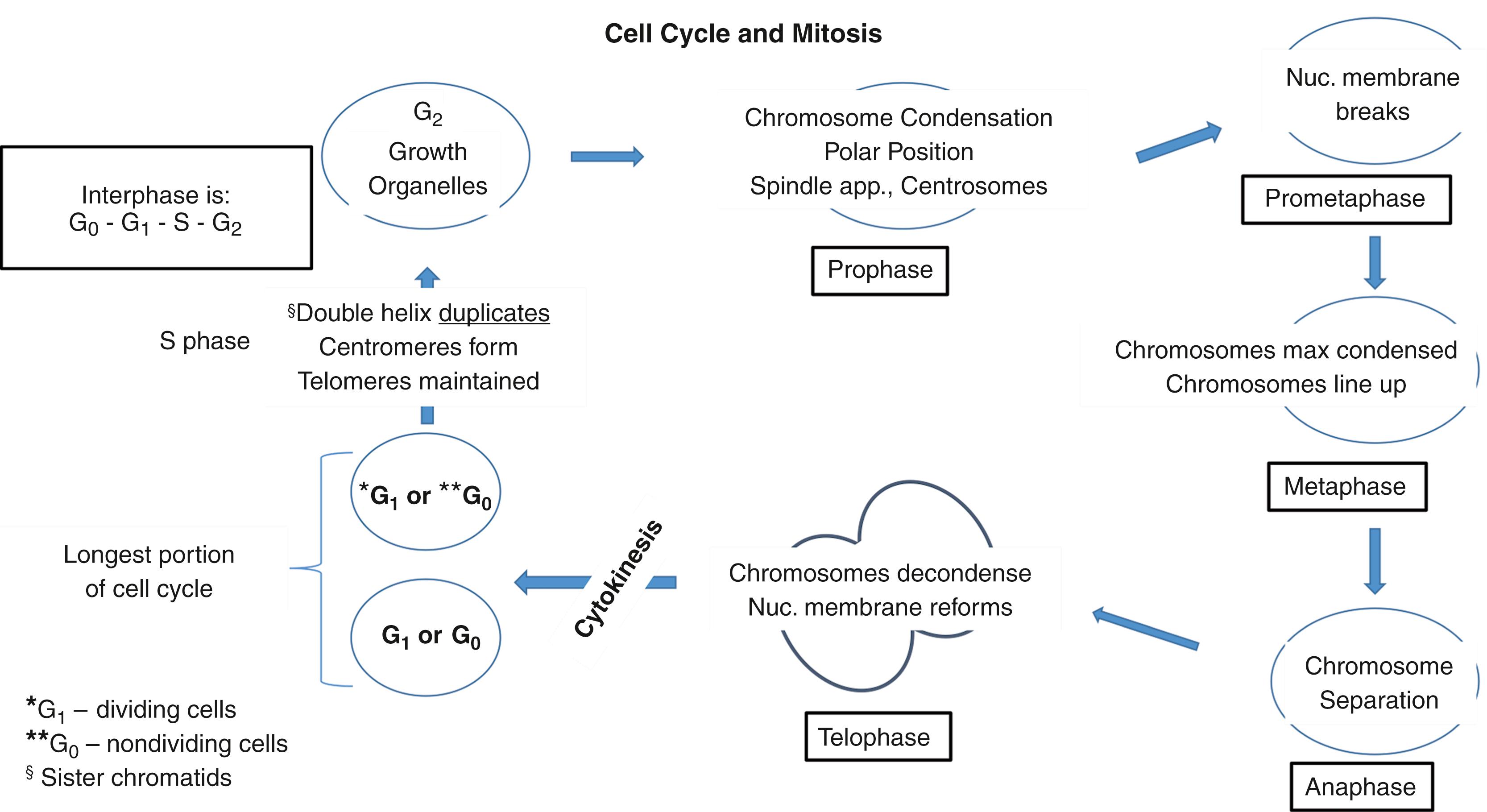 Figure 1.2, The cell cycle and stages of mitosis.