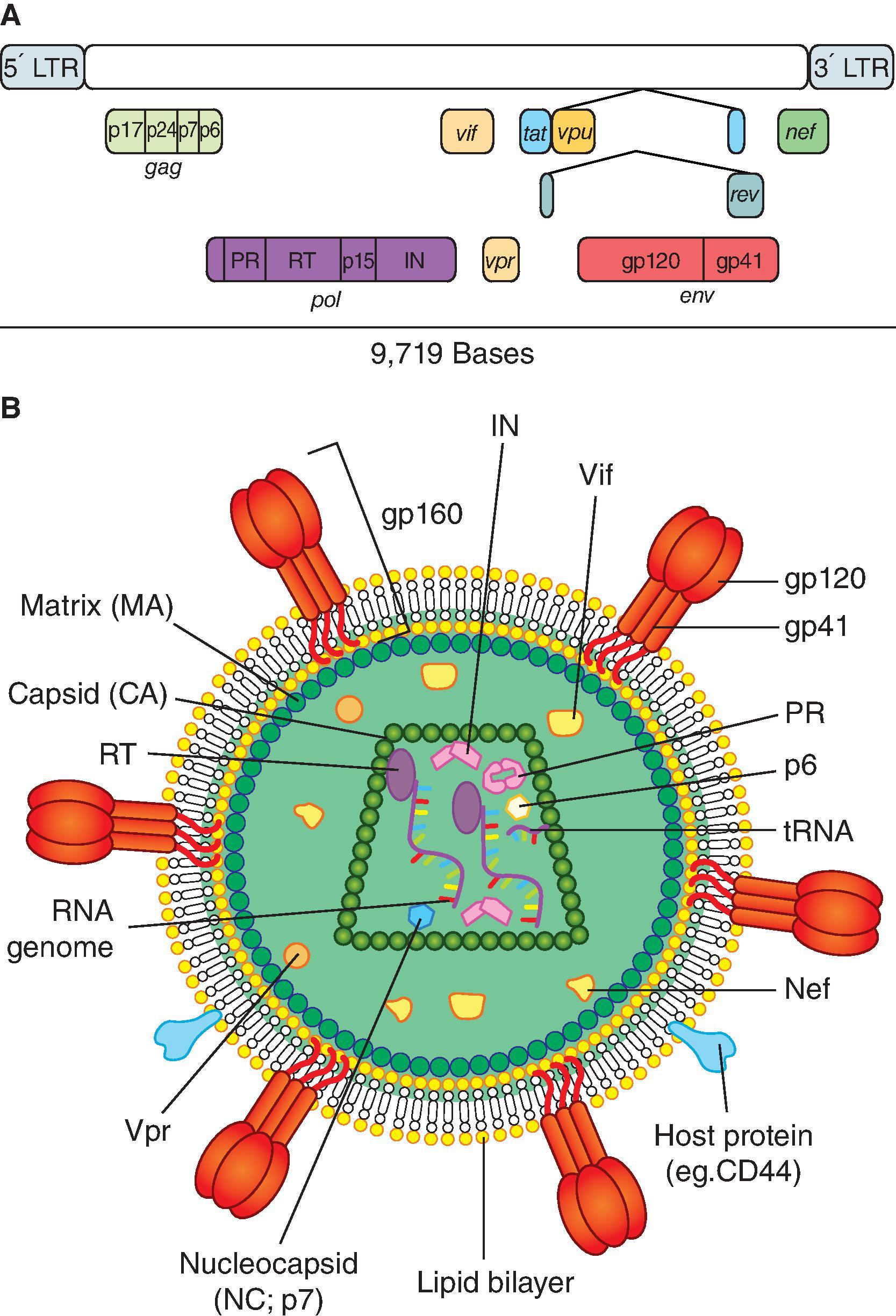 Fig. 31.1, HIV-1 genome and virion structure. (A) A diagram of the HIV-1 genome organization. HIV-1 contains a positive-sense RNA genome is flanked on each end by long terminal repeats (LTR). RNA genome is reverse transcribed into a complementary DNA from which alternatively spliced messenger RNAs can be generated. The 5ʹ LTR of complementary DNA acts as a promoter where transcription factors such as NF-kappa B bind and enhance HIV-1 transcription or epigenetic factors bind to silence transcription in latently infected cells. The messenger RNAs encoding Tat and Rev have two exons requiring splicing to form the processed messenger RNA. The gag and pol genes encode large polyproteins that are cleaved into the proteins separated by dashed lines. (B) A diagram of the mature HIV-1 virion. Each virion is diploid and is enveloped in a lipid bilayer from the host cell. As the virion buds from a host cell, cell-surface host proteins and the viral envelope protein end up embedded in the membrane of the mature virion. The viral envelope is encoded as a 160 kDa transmembrane protein, but is cleaved into gp120 and gp41 subunits by host cell proteases called furin. Below the viral membrane is the matrix (MA) protein from gag that encapsidates viral accessory proteins that facilitate virion egress from the host cell. The virus capsid (CA) is also encoded by gag. It houses the two copies of the viral RNA genome, nucleocapsid (NC), p6, and the viral enzymes needed for proviral synthesis and integration, such as reverse transcriptase (RT) and integrase (IN).