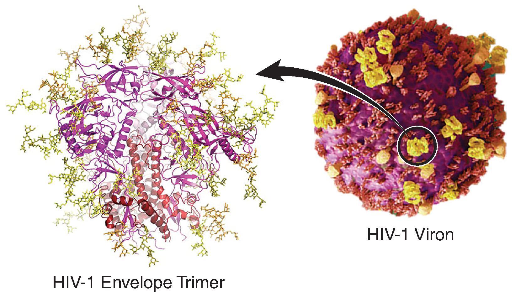 Fig. 31.2, HIV-1 virion and envelope glycans. An HIV-1 virion image is shown on the right with scattered Env trimers (yellow). On the left is shown an image of one of the Env trimers with glycans displayed on the Env polypeptide backbone in yellow. Env glycans comprise ∼50% of the molecular mass of Env, and both prevent access of antibodies to neutralizing antibody sites and as well, are targets of neutralizing antibodies themselves, but are inherently poorly immunogenic. (Barbara Clements, 206.221.6706, bac60@uw.edu. https://newsroom.uw.edu/news/new-clues-emerge-how-block-reemergence-hiv ; 2020 Accessed 12.02.20.)