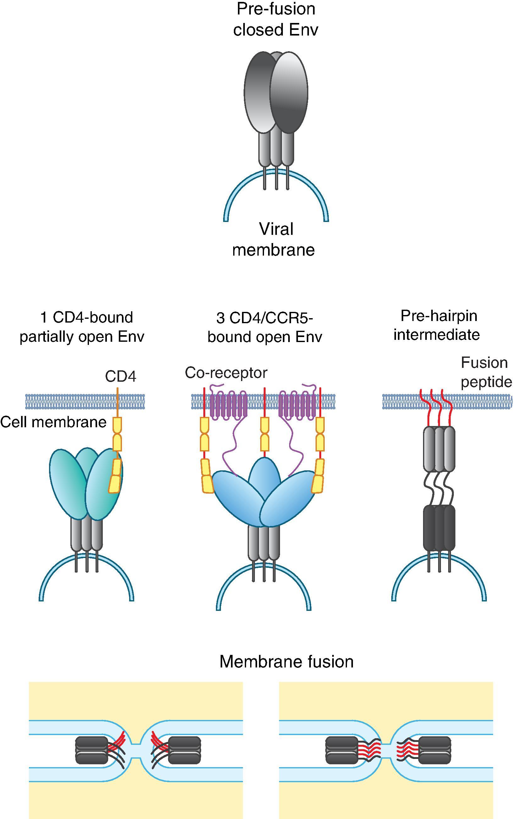 Fig. 31.4, HIV-1 Env-mediated fusion of viral and host cell membranes. Closed, HIV-1 Env trimer embedded in the viral membrane first interacts with a single host receptor (CD4) resulting in an asymmetric intermediate that was characterized by smFRET experiments. This is followed by binding to additional CD4 molecules resulting in the open Env conformation where the V1V2 loops have been displaced to expose the binding site for the coreceptor (CCR5). Dissociation of gp120 and insertion of the fusion peptide of gp41 into the target cell membrane leads to the prehairpin intermediate, followed by the formation of the postfusion gp41 six-helical bundle and membrane fusion.