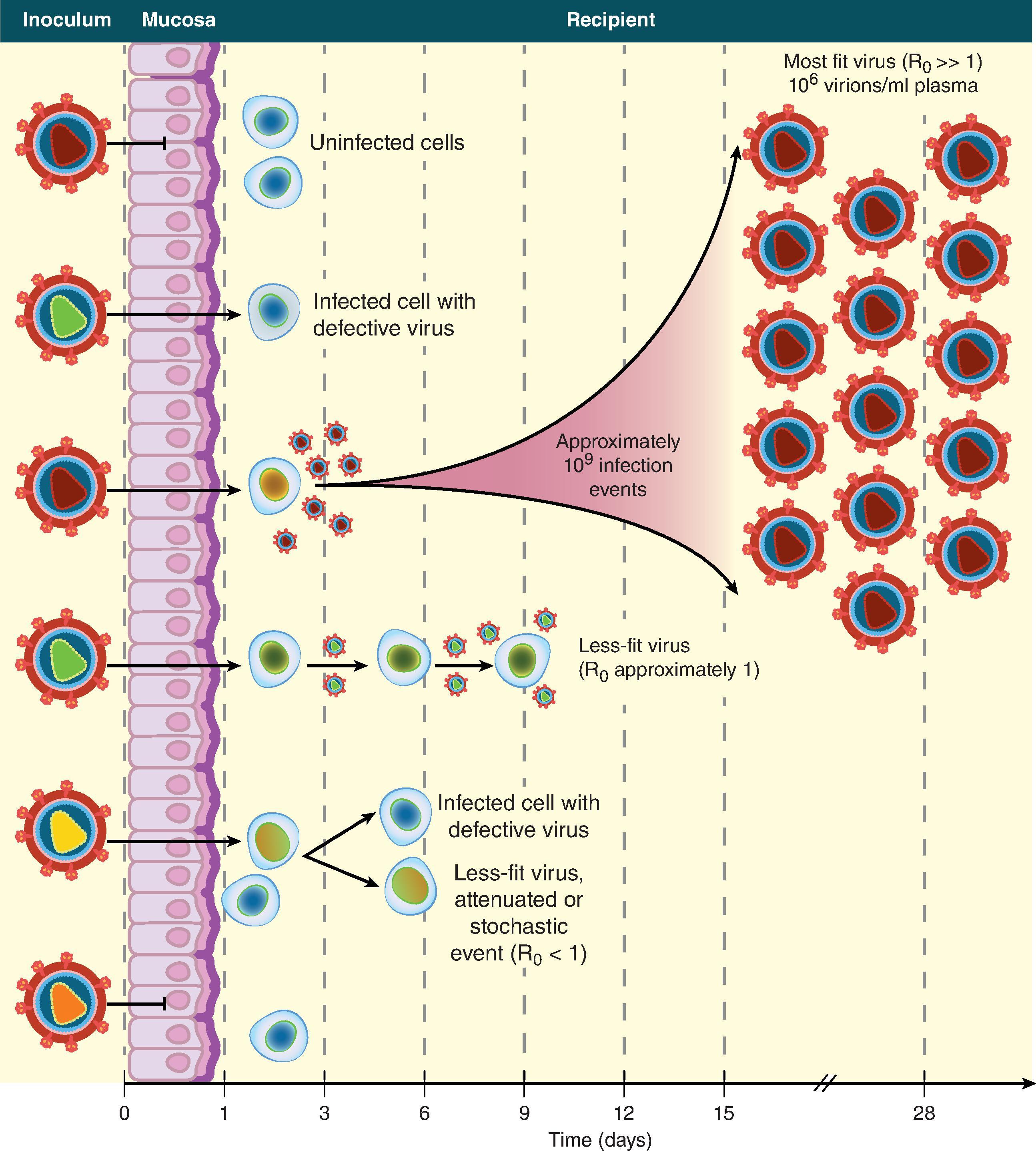 Fig. 31.7, Model of HIV-1 transmission. A genetically and phenotypically diverse quasi-species of virus is present in the semen, cervicovaginal secretions, or blood of persons with chronic HIV-1 infection, but often, only a single virion or virally infected cell is transmitted and leads to productive clinical infection.