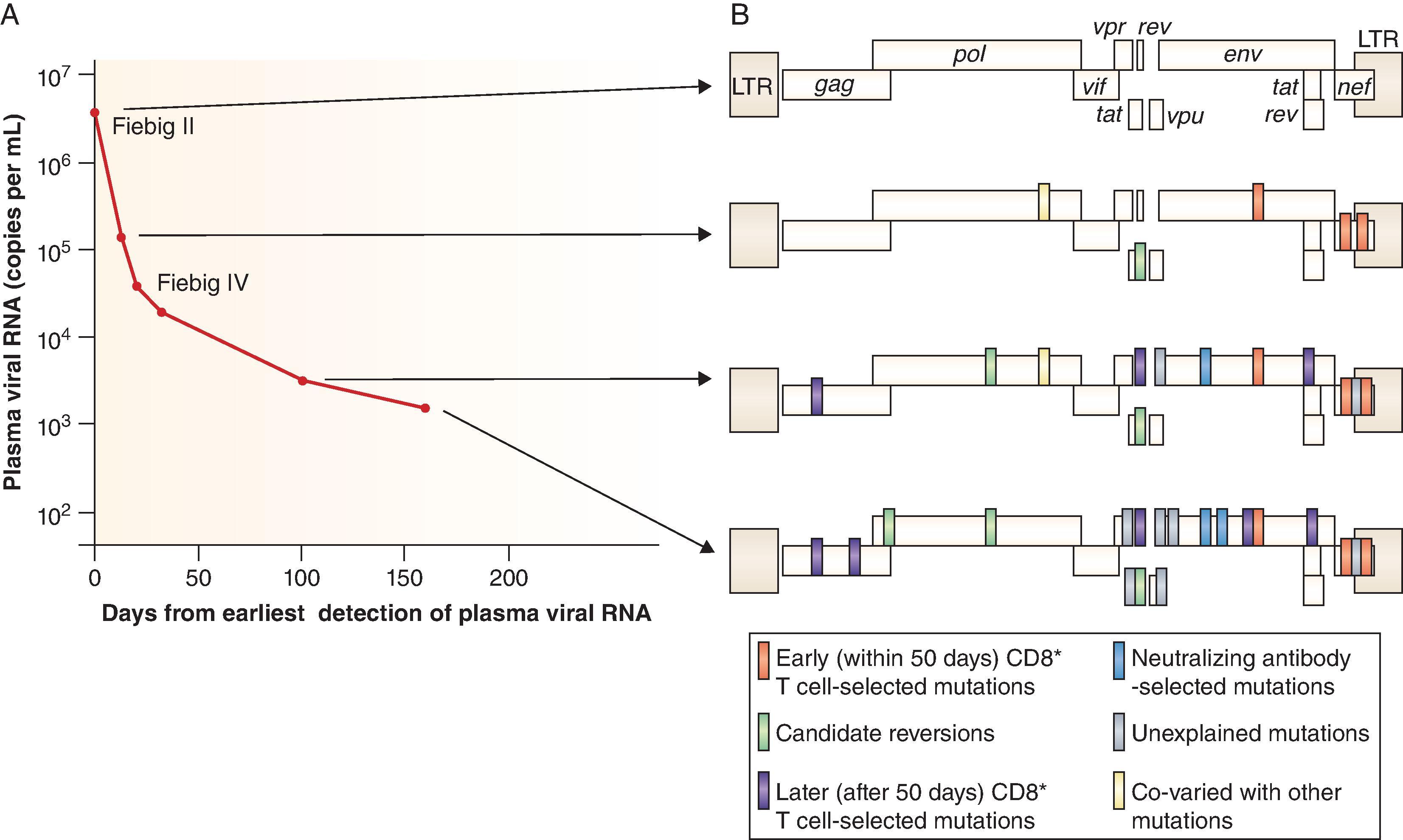 Fig. 31.10, Early T-cell selection of virus escape mutations in acute HIV-1 infection. The virus escape mutations occurring in a single representative patient during acute HIV-1 infection. The changes in plasma virus load (A) and the emergence of amino acid changes (B) are shown. At the first time point, when the patient was virus positive but seronegative (Fiebig stage II), the founder virus (which was clade B) showed no evidence of immune selection. Thereafter there is an increasing number of selected sites at which the founder virus sequence is completely altered by, usually a cluster of, amino acid changes.