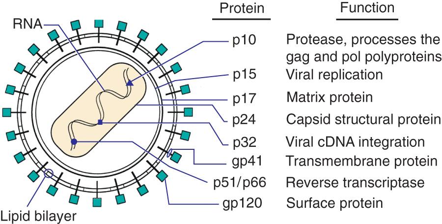 Fig. 302.2, The human immunodeficiency virus and associated proteins and their functions.