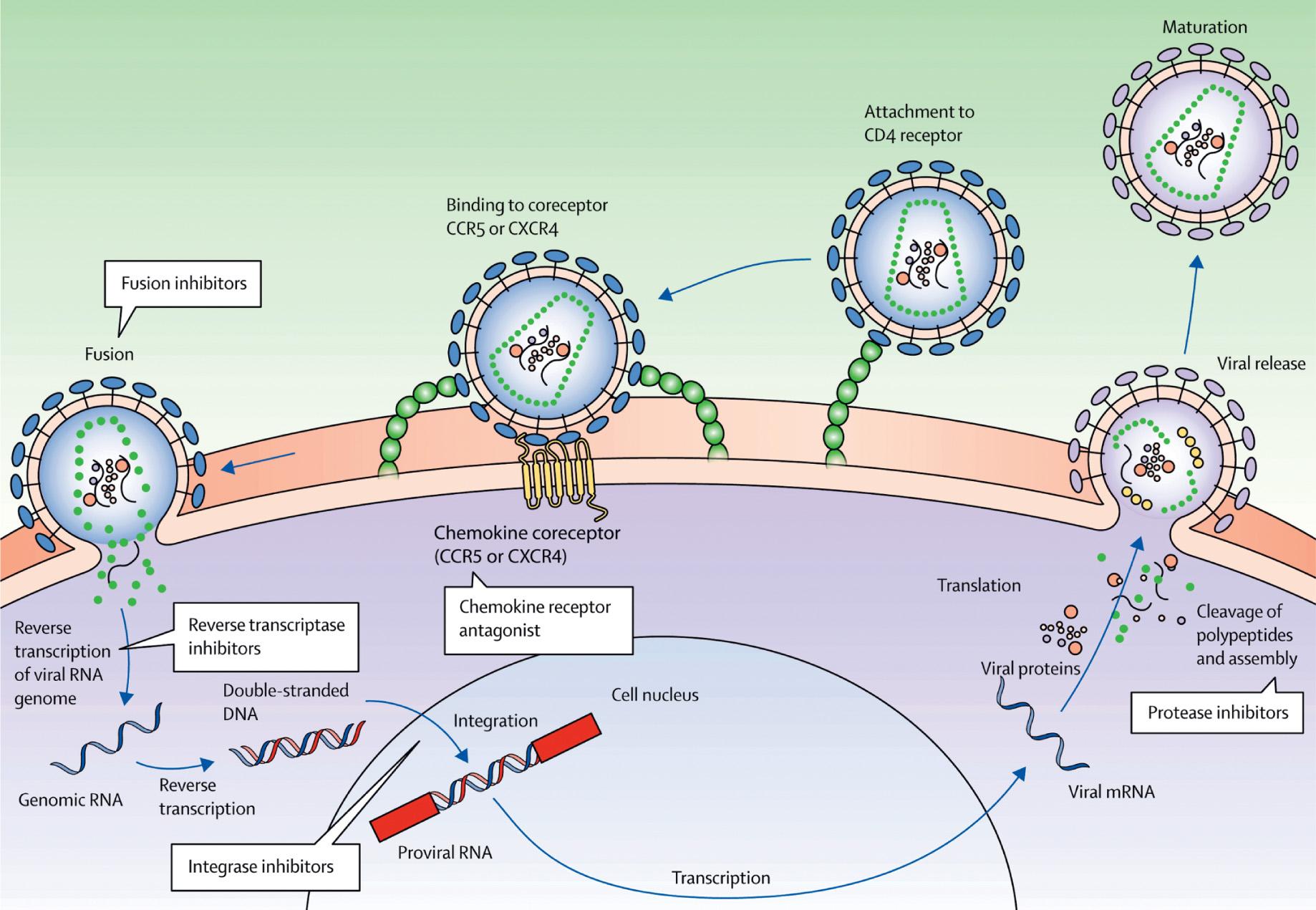 Fig. 302.3, HIV life cycle showing the sites of action and different classes of antiretroviral drugs.