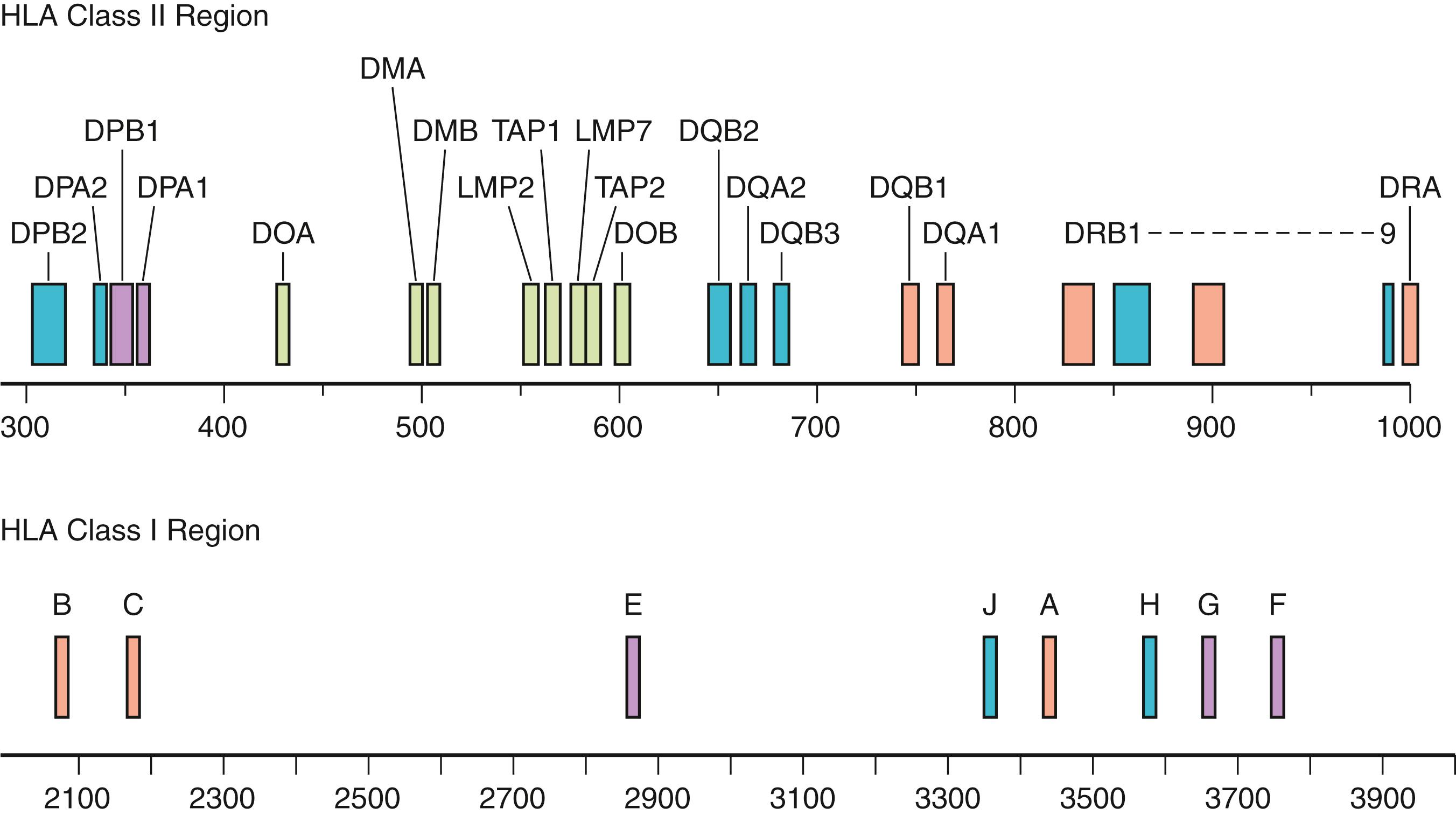 Fig. 50.1, Map of the major histocompatibility complex (MHC) gene on chromosome 6. HLA-DPB2 in the human leukocyte antigen (HLA) class II region is located closest to the centromere. HLA-F is the most telomeric. The region between HLA-DRA and HLA-B is not shown.