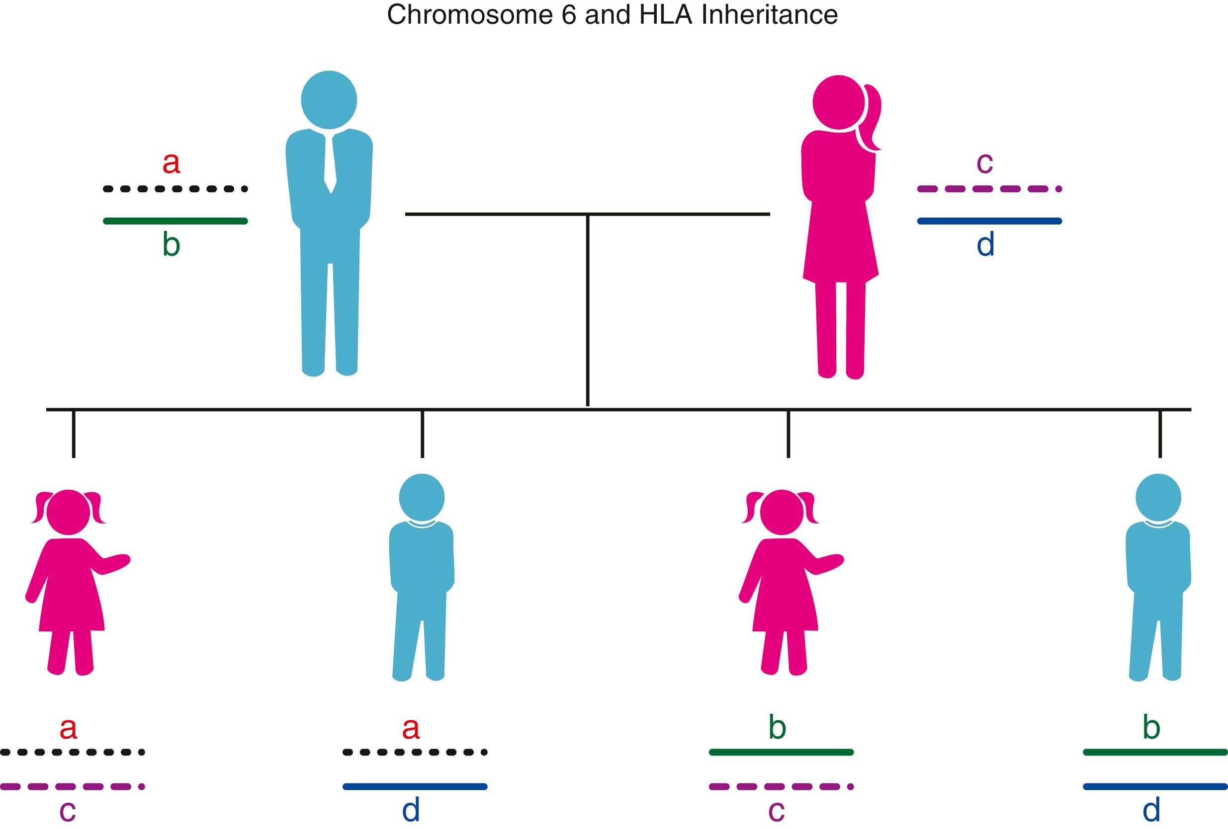 Fig. 50.4, Cartoon depicting inheritance pattern within a family. The “a” and “b” designations indicate the paternal HLA haplotypes, and the “c” and “d” designations the maternal haplotypes. Inheritance patterns follow classic Mendelian genetics. HLA genes are codominantly expressed.