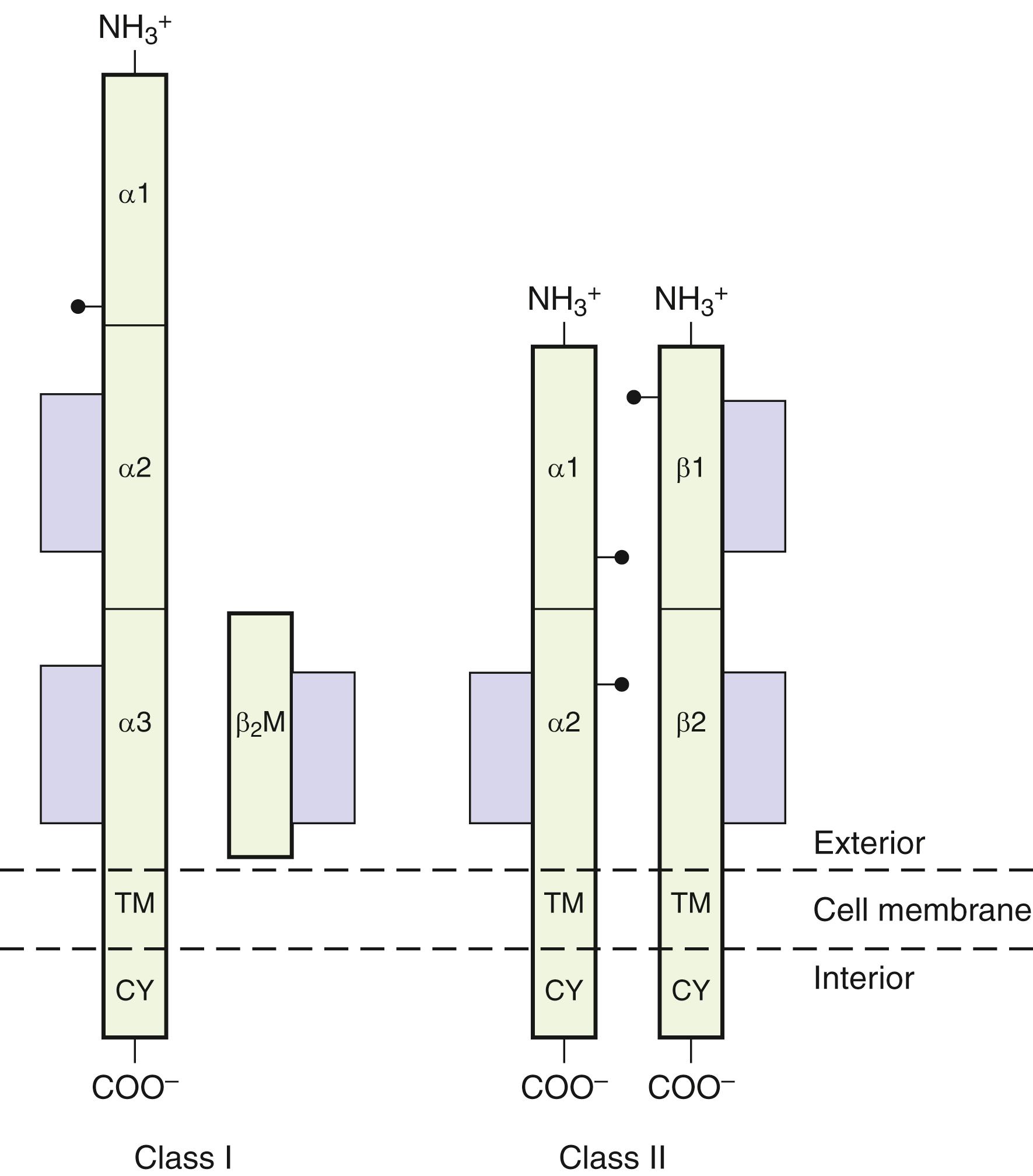 Fig. 50.7, A schematic model of the structure of class I and class II molecules.