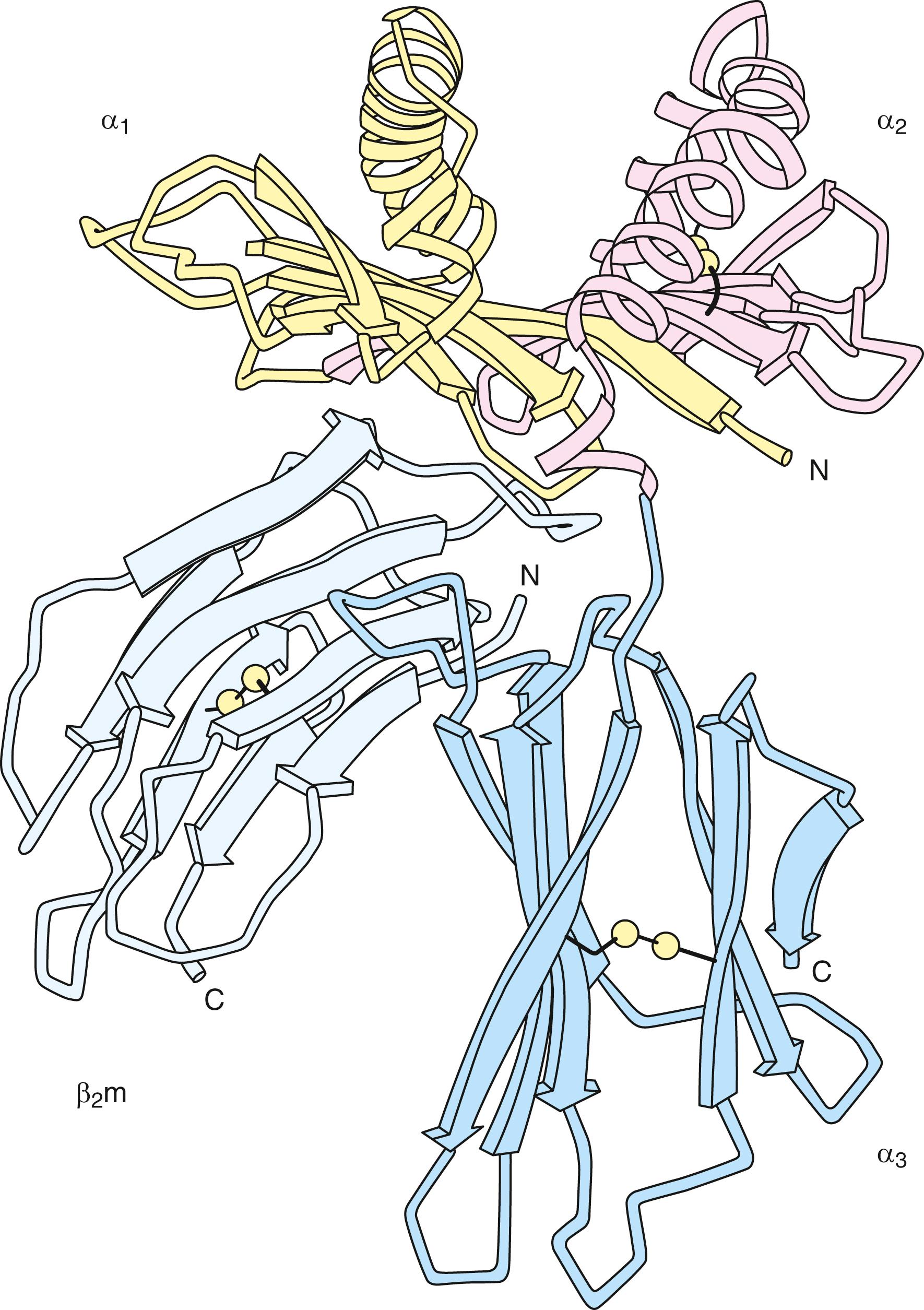 Fig. 50.8, Three-dimensional model of the extracellular portion of a class I molecule.