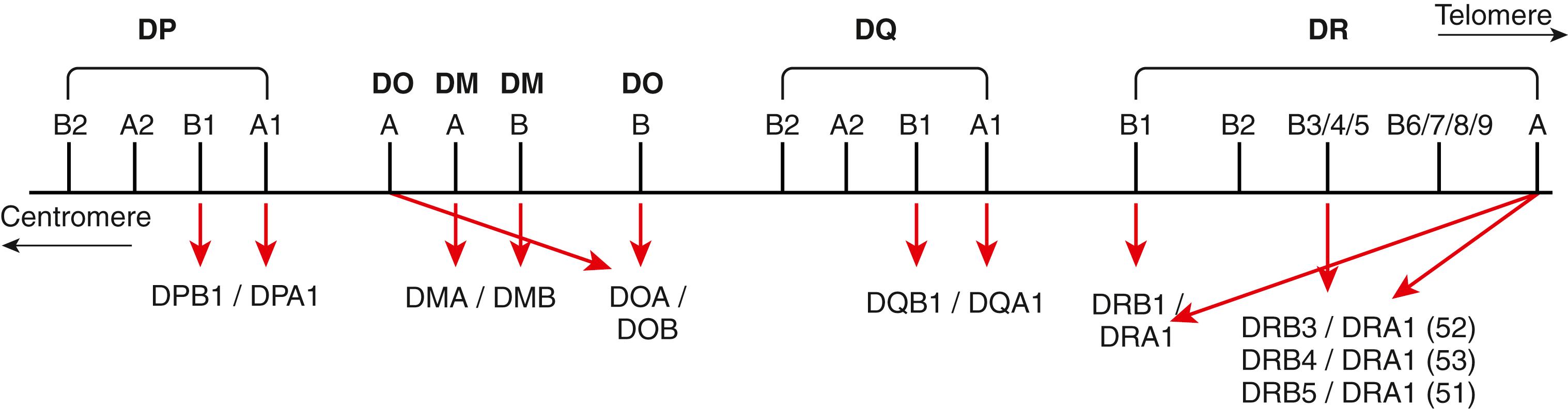 Fig. 50.9, Map of the class II region of the human major histocompatibility complex (MHC). Gene products encoded by each subregion are listed. Not all genes are included.