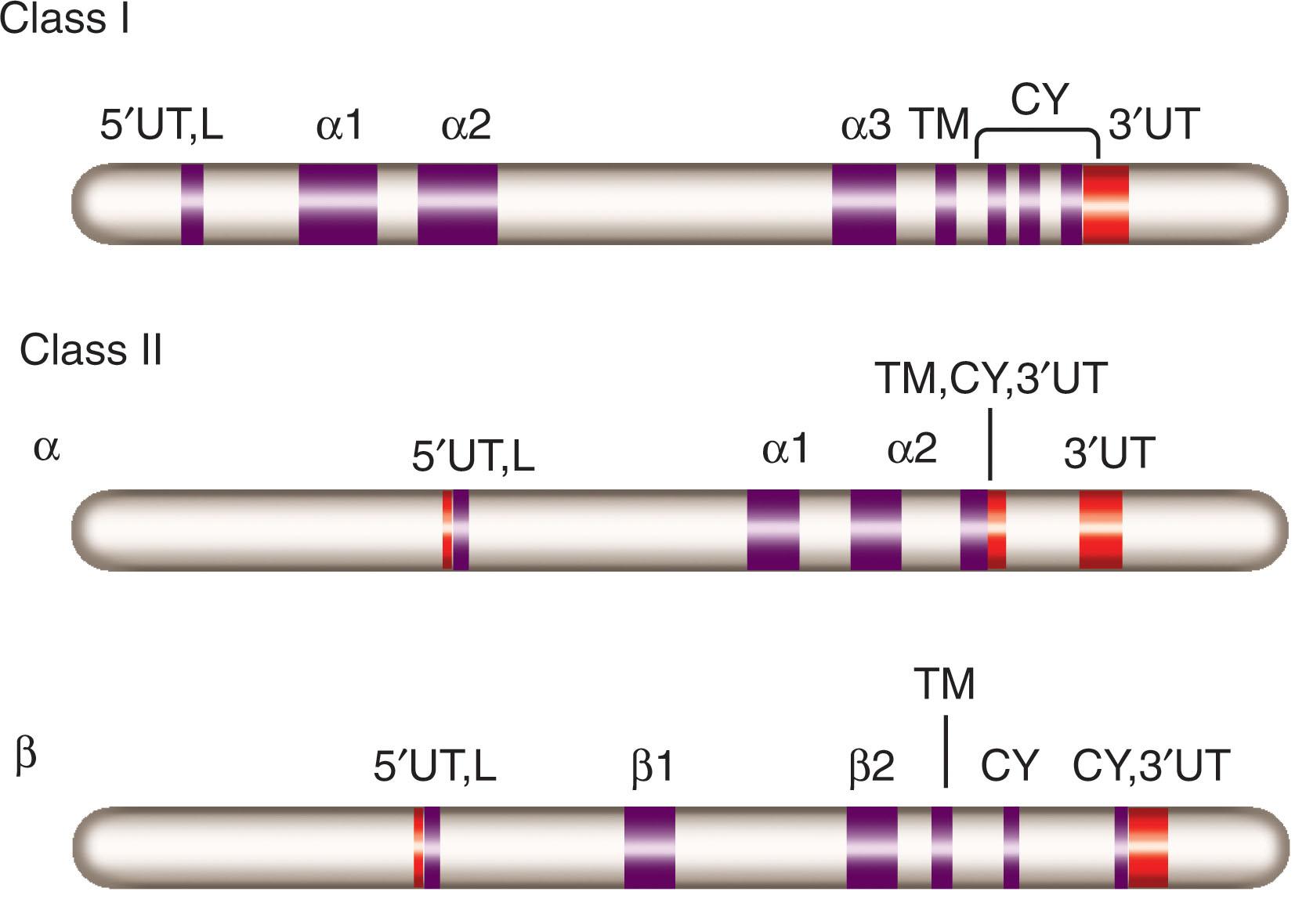 Figure 114.2, ORGANIZATION OF CLASS I AND II MAJOR HISTOCOMPATIBILITY COMPLEX (MHC) GENES.