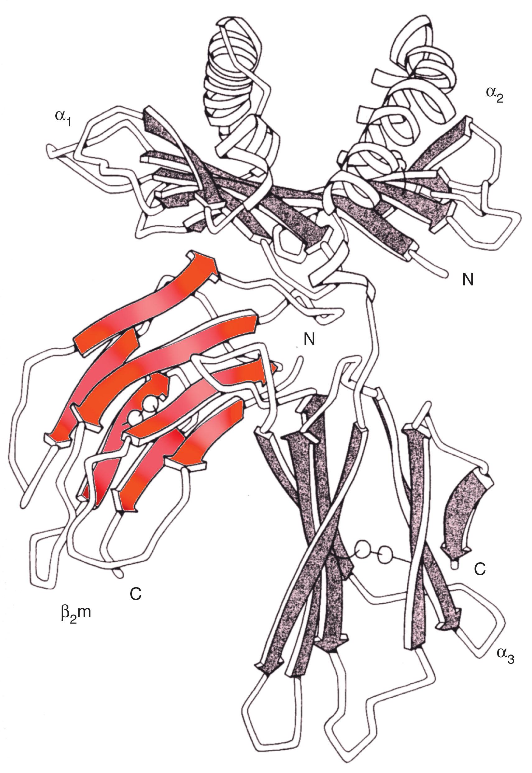 Figure 114.3, THREE-DIMENSIONAL CONFIGURATION OF HLA-A2, MODELED FROM X-RAY CRYSTALLOGRAPHIC STUDIES.