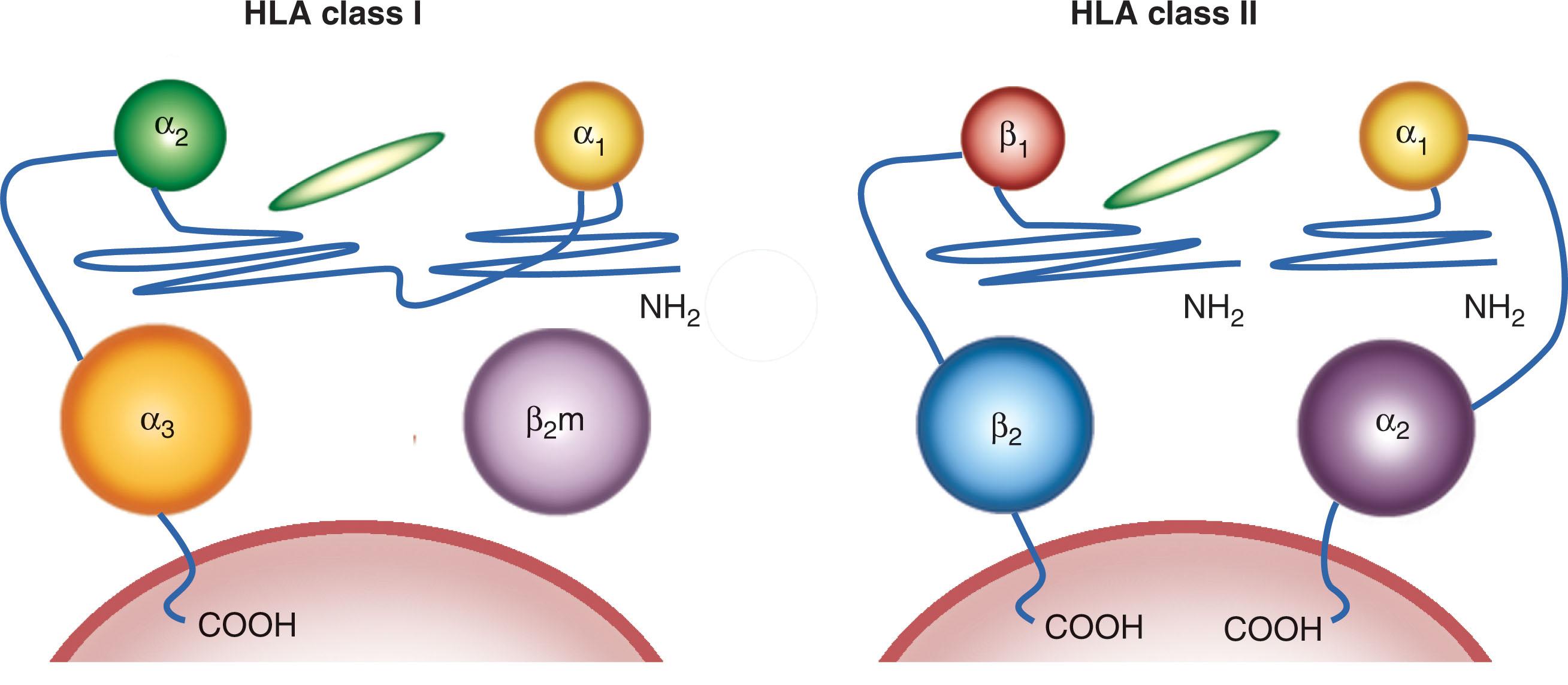 Figure 114.4, SCHEMATIC DIAGRAM OF HUMAN LEUKOCYTE ANTIGEN (HLA) CLASS I AND CLASS II MOLECULES POINTINGTO THEIR STRUCTURAL SIMILARITY.
