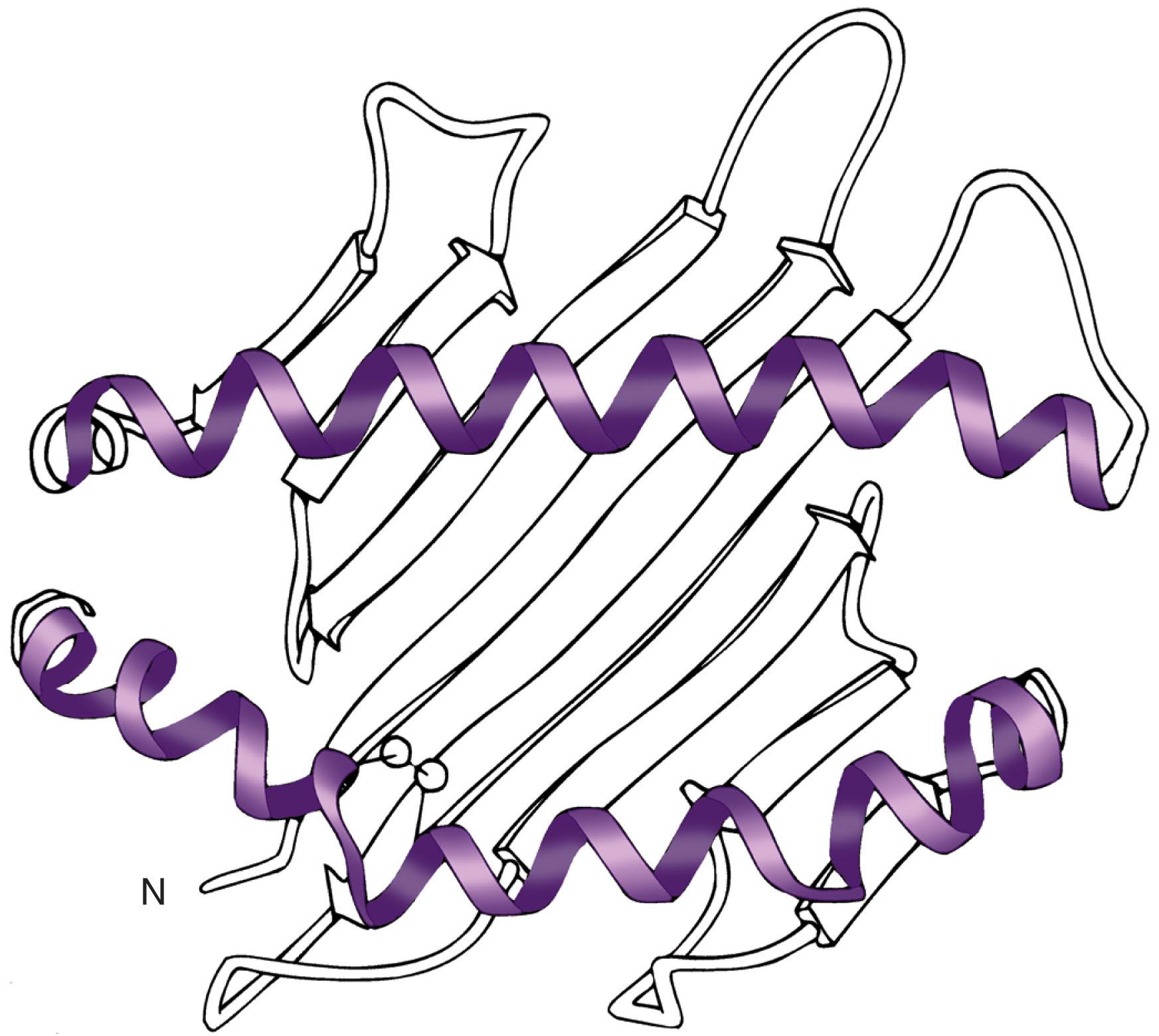 Figure 114.5, SCHEME OF THE PEPTIDE GROOVE OF A HUMAN LEUKOCYTE ANTIGEN (HLA) CLASS I MOLECULE, FORMED BY THE α1 AND α2 DOMAINS AT THE SIDE AND THE β-SHEETS AT THE BOTTOM.