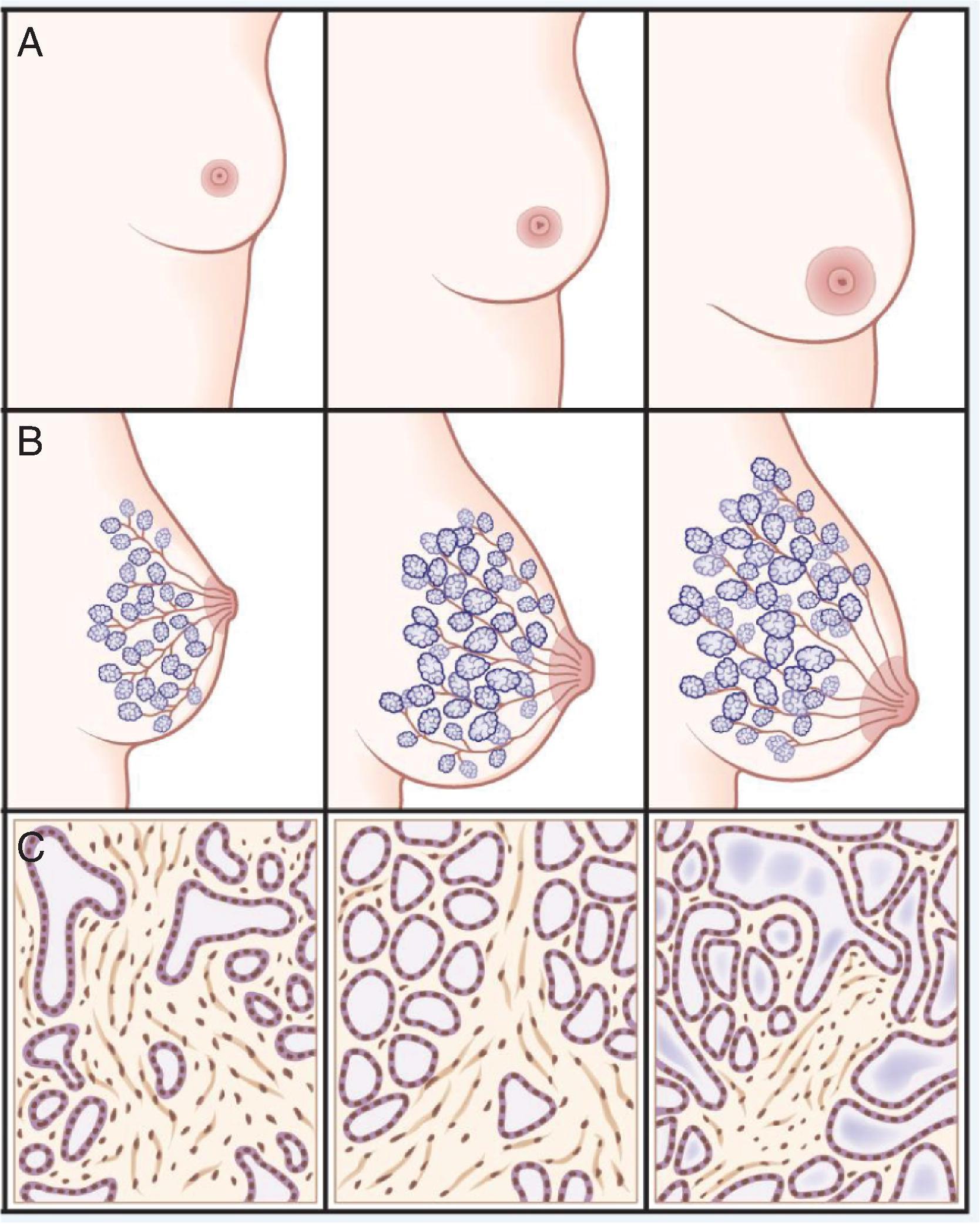 Fig. 16.1, Female Breast in Adulthood, Pregnancy, and During Lactation, With Corresponding Duct Structure and Tissue Cross-Sections .
