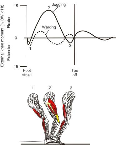 FIG 6-4, A comparison of the flexion-extension moments occurring during normal walking ( dashed line ) and jogging ( solid line ). The magnitude of the moment tending to flex the knee (net quadriceps moment) can be 5 times greater during jogging than during normal walking. BW, Body weight; Ht, height.