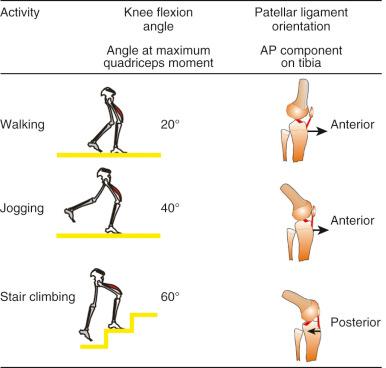 FIG 6-5, The relationship between the knee flexion angle at which the maximum net quadriceps moment occurs during activities of daily living and the orientation of the patellar ligament relative to the tibia. As the knee moves from a relatively extended position (walking) to a more flexed position (stair climbing), the anteroposterior (AP) component of the patellar ligament shifts from an anterior orientation to a posterior orientation relative to the tibia.