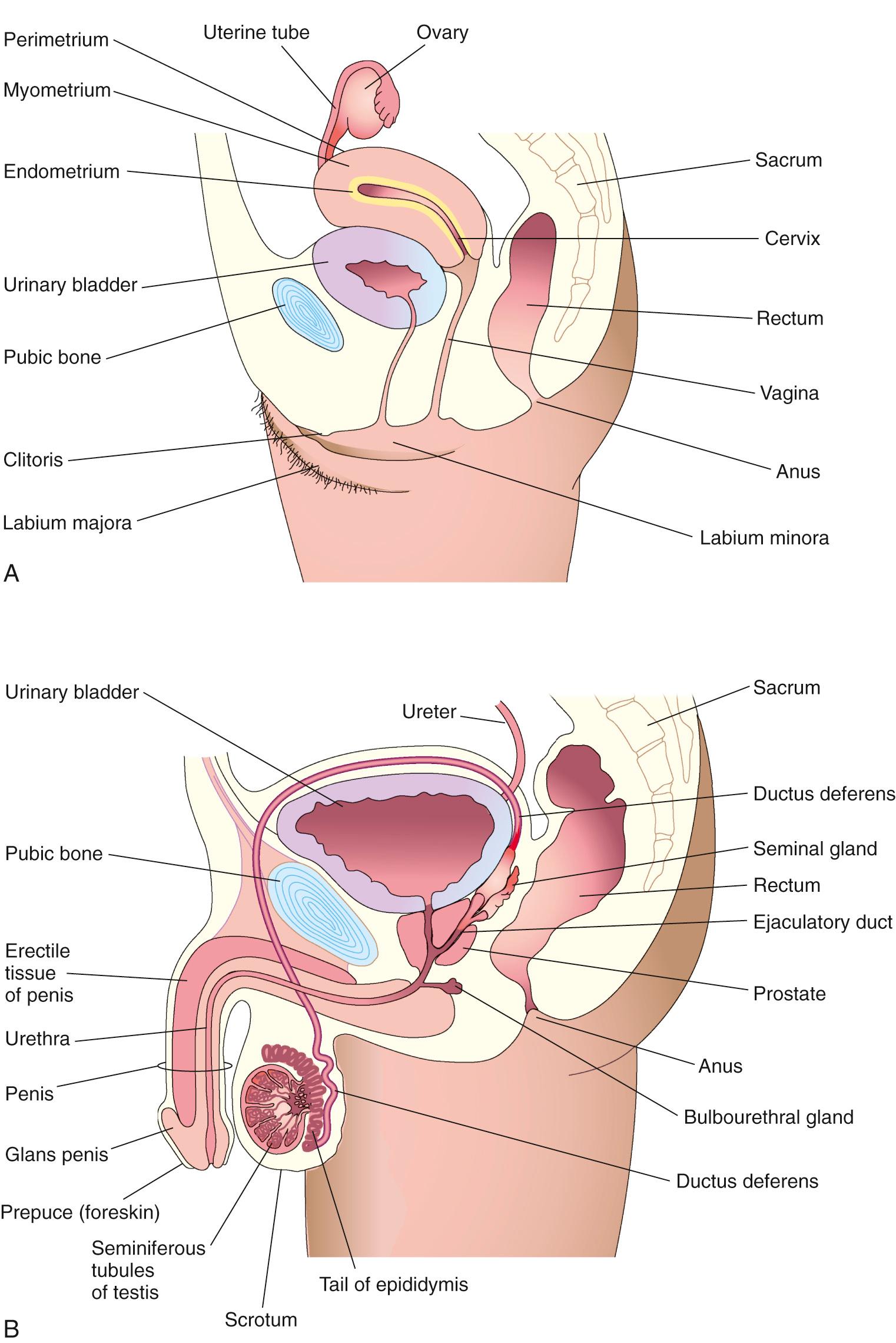 Fig. 2.1, Schematic sagittal sections of the pelvic regions of a woman (A) and a man (B) .