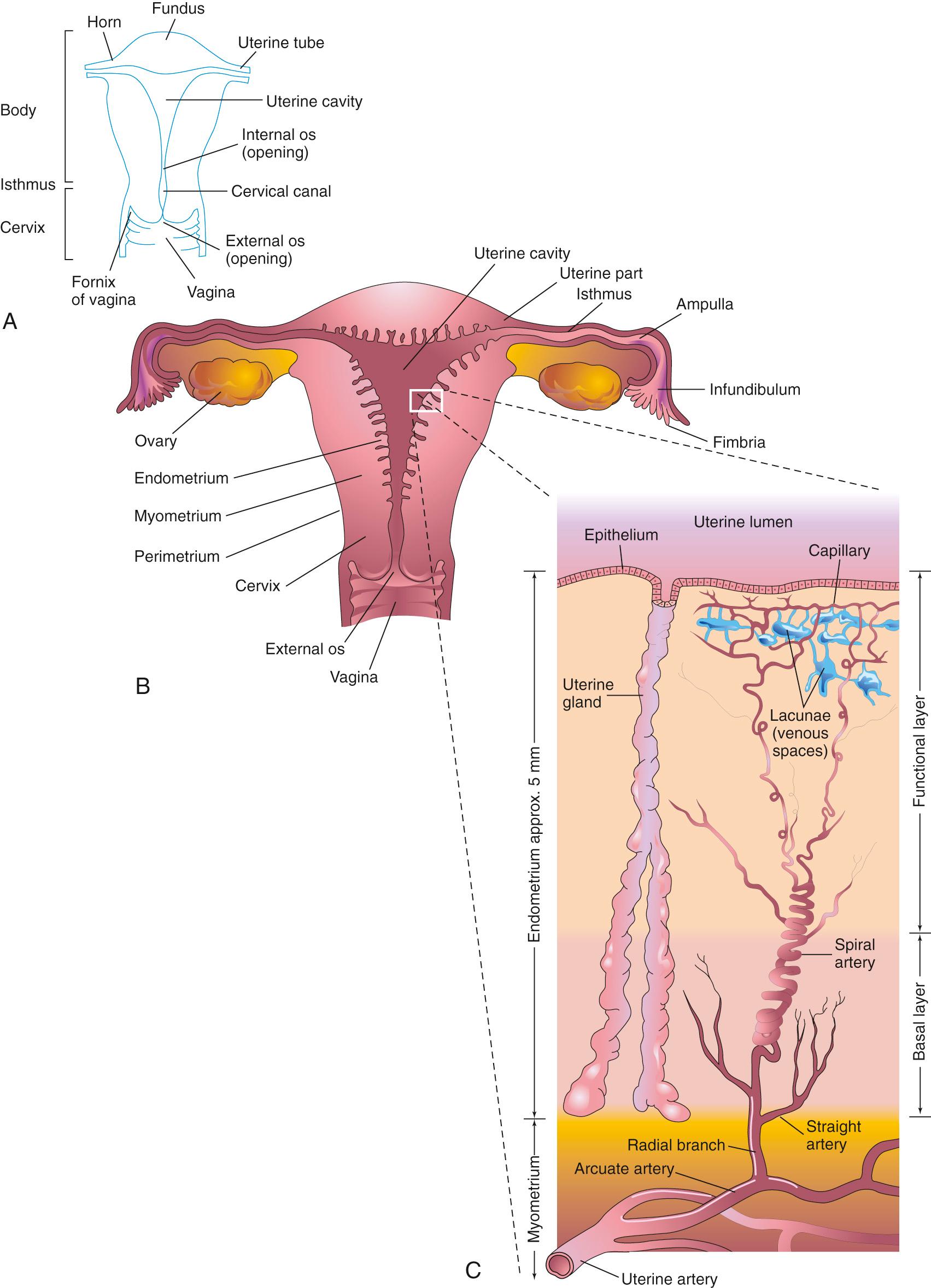 Fig. 2.2, Female reproductive organs. A, Parts of the uterus. B, Diagrammatic frontal (coronal) section of the uterus, uterine tubes, and vagina. The ovaries are also shown. C, Enlargement of the area outlined in B . The functional layer of the endometrium is sloughed off during menstruation and following parturition.