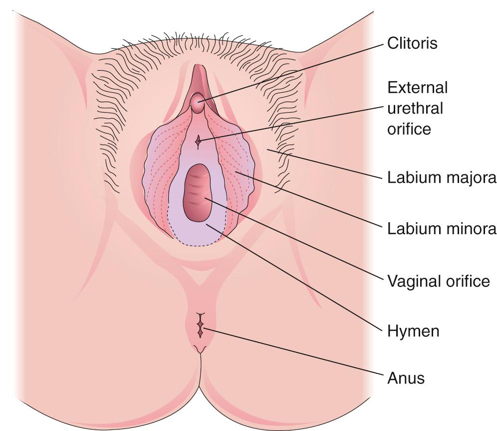 Fig. 2.3, External female genitalia. The labia are spread apart to show the external urethral and vaginal orifices.