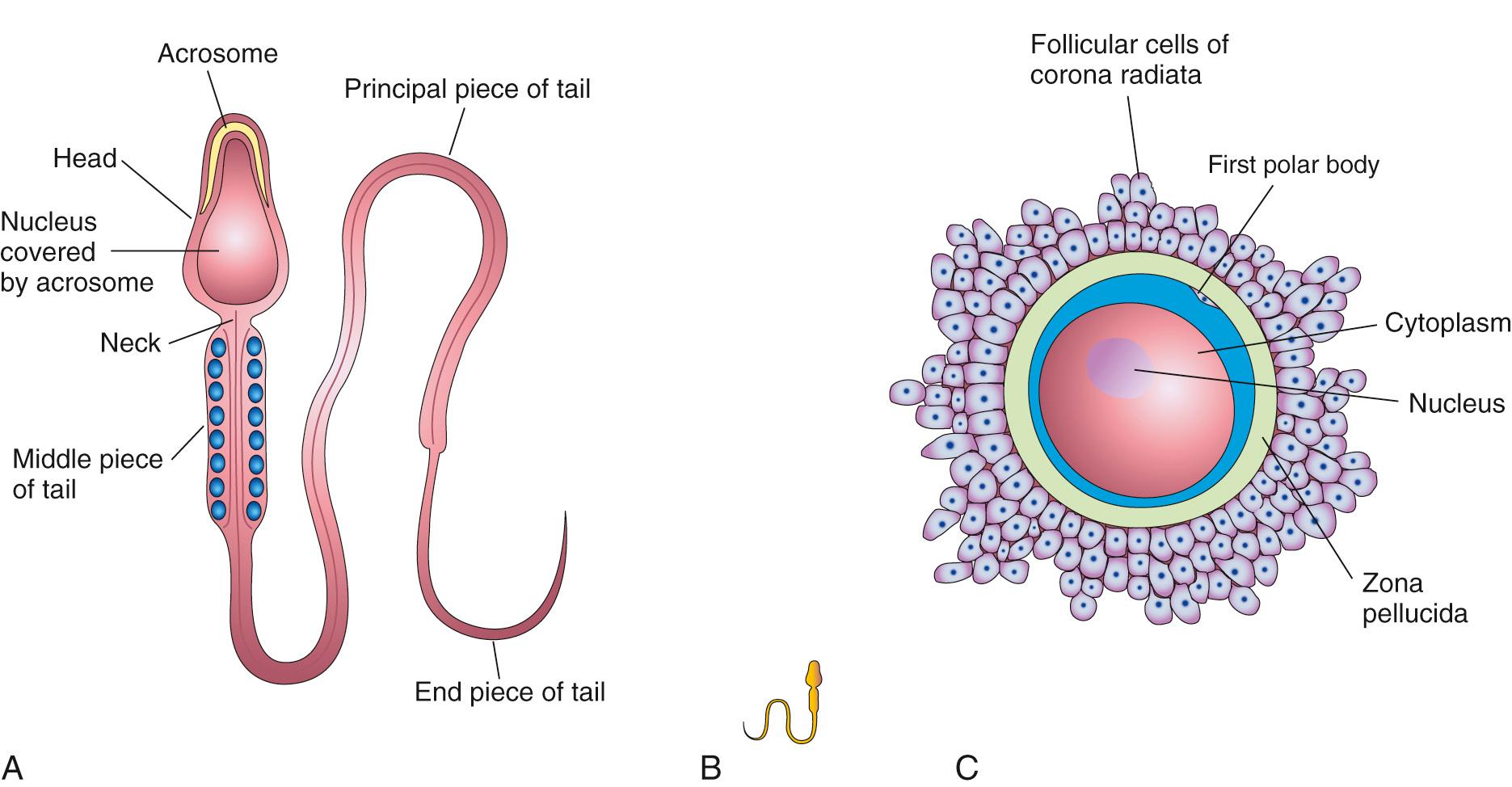 Fig. 2.4, Male and female gametes (germ cells). A, The parts of a human sperm (×1250). The head, composed mostly of the nucleus, is partly covered by the acrosome, an organelle containing enzymes. B, A sperm drawn to approximately the same scale as the oocyte. C, The human secondary oocyte (×200) is surrounded by the zona pellucida and corona radiata.
