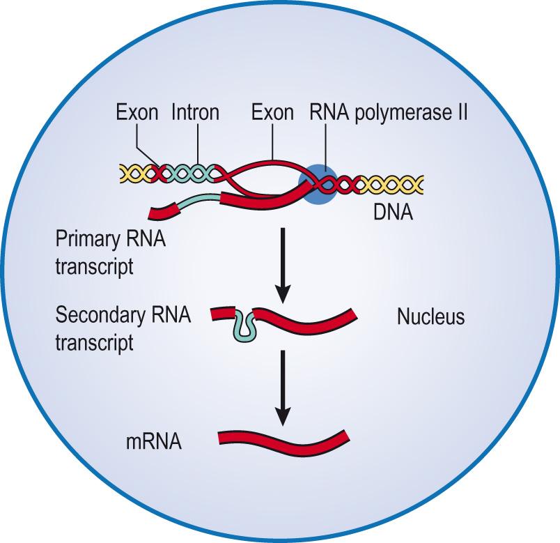 Fig. 5.12, Transcription of DNA to messenger RNA (mRNA):