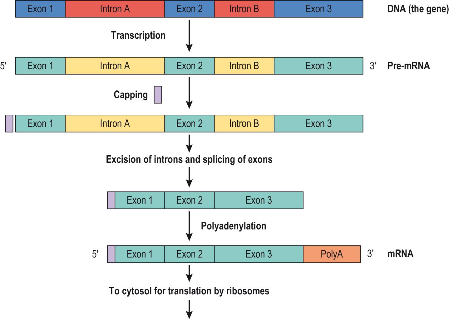 Fig. 5.13, Production of messenger RNA (mRNA):