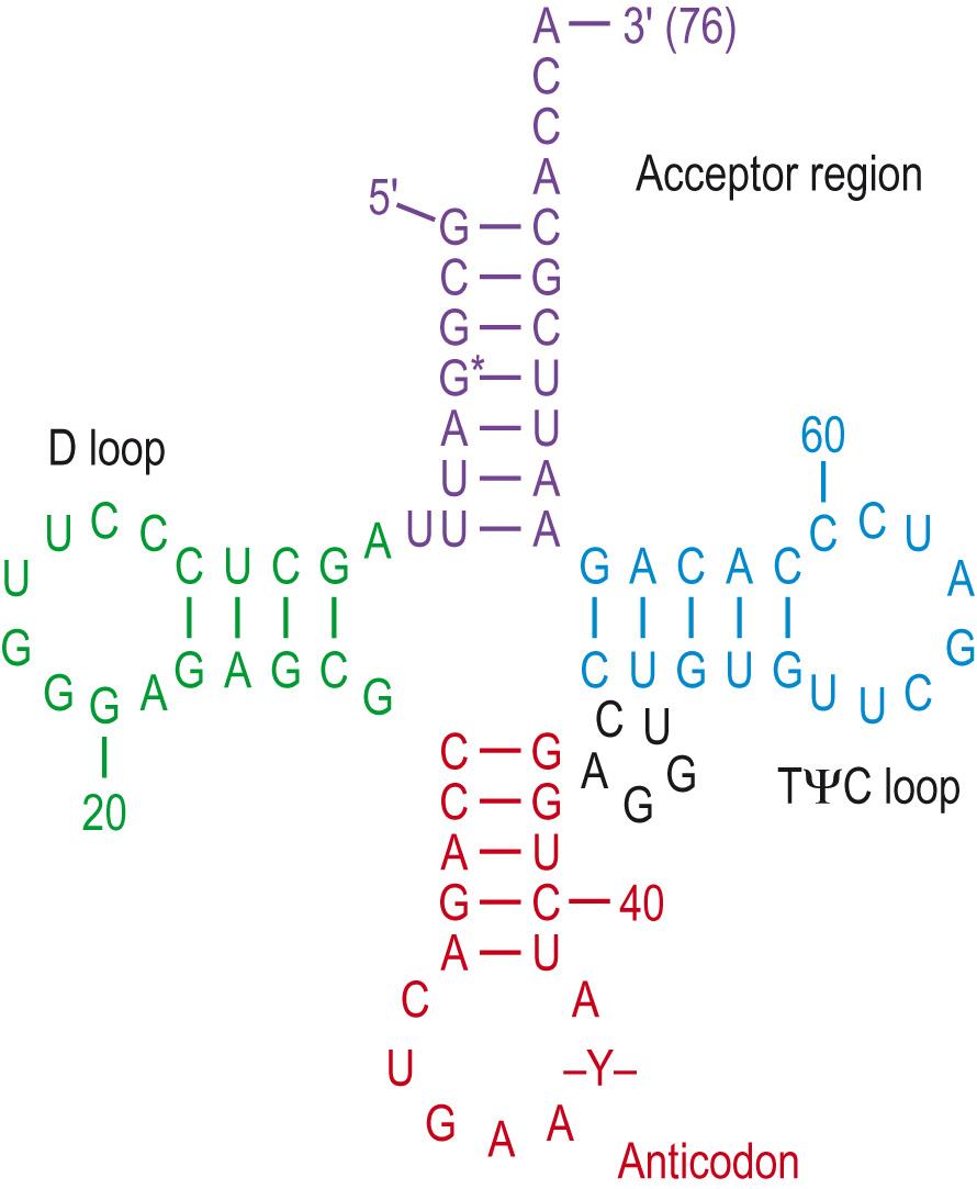 Fig. 5.14, Structure of tRNA: