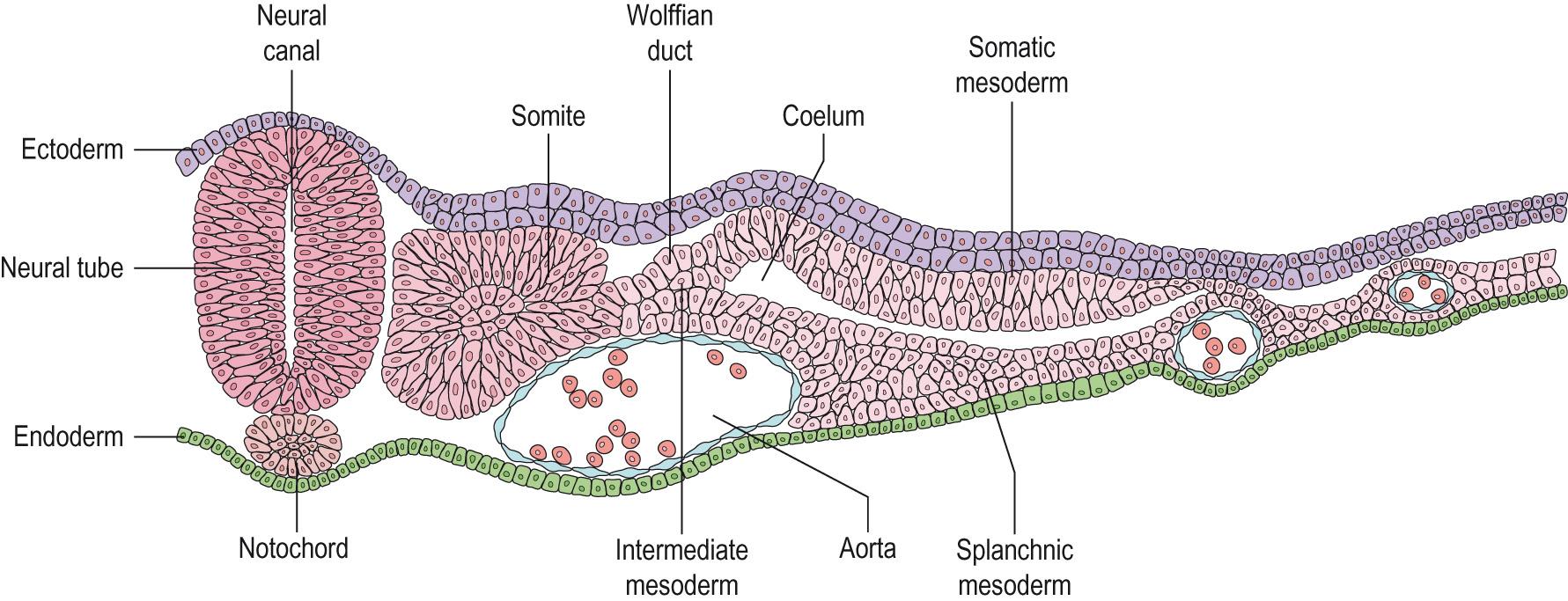 Fig. 5.15, Cross-section of a chick embryo at 45 hours' incubation,