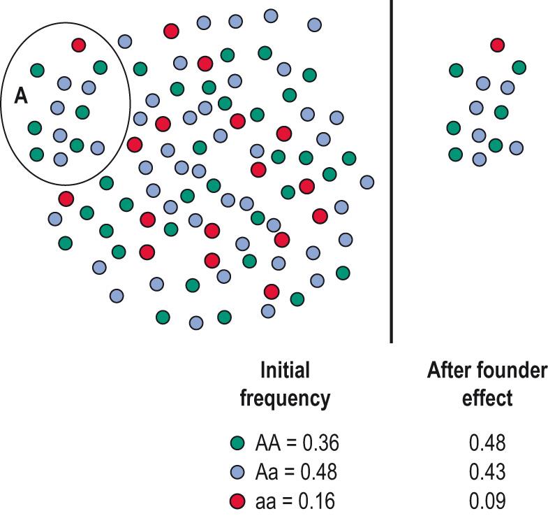 Fig. 5.17, Founder effect.