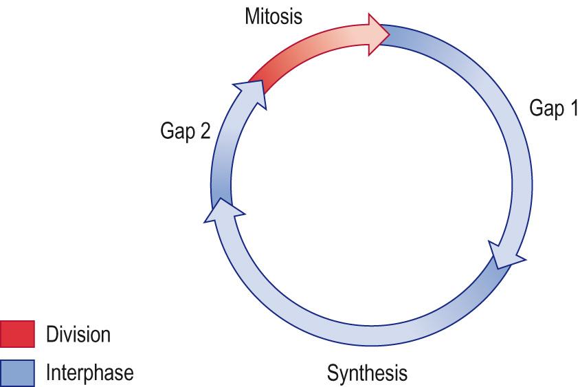 Fig. 5.3, The cell cycle.