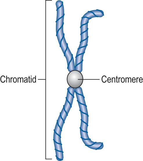 Fig. 5.5, Chromosome structure.